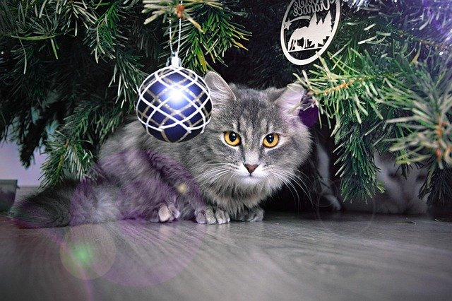 grey long-haired cat crouching under a Christmas tree