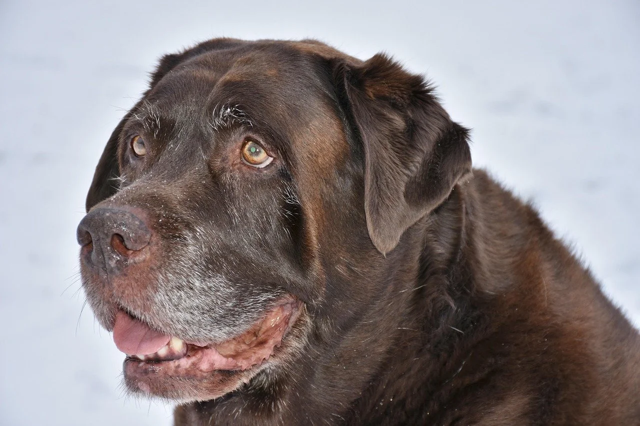 A senior chocolate Lab with greying fur still enjoys being outdoors in the snow.