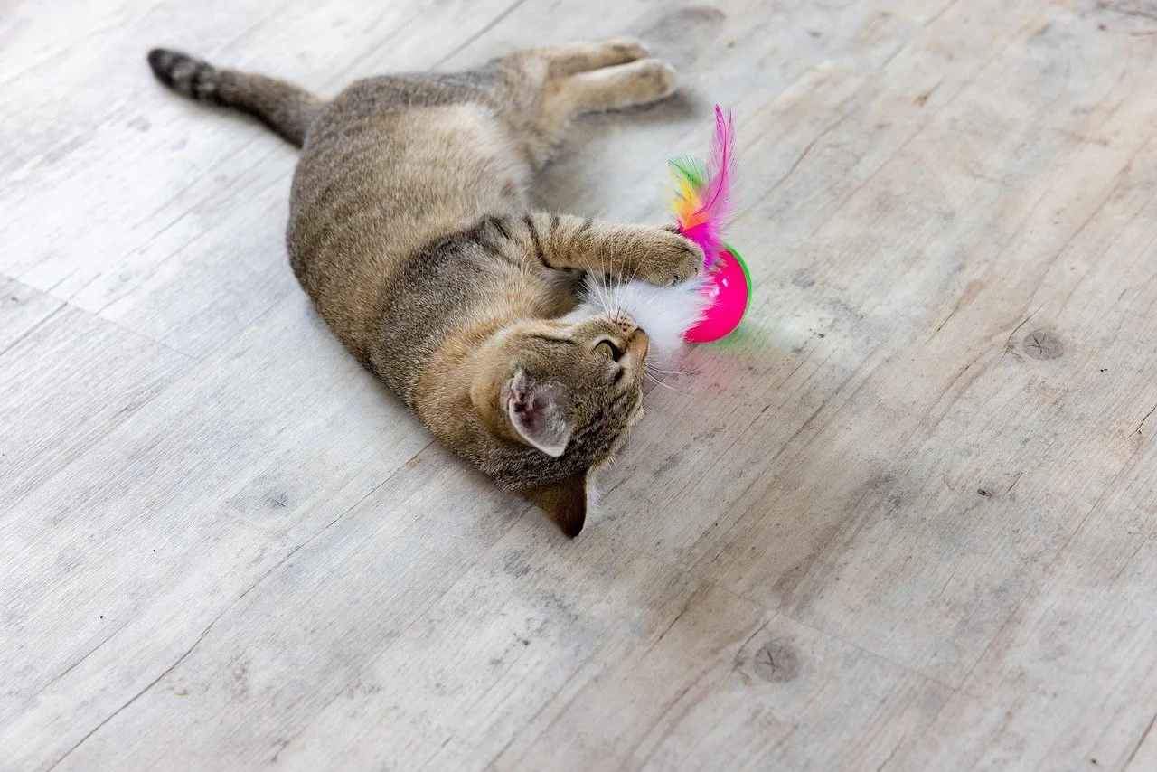 cat laying on floor playing with a feather toy