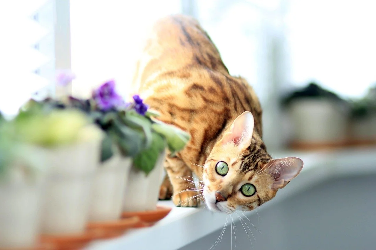 cat on windowsill lined with potted plants