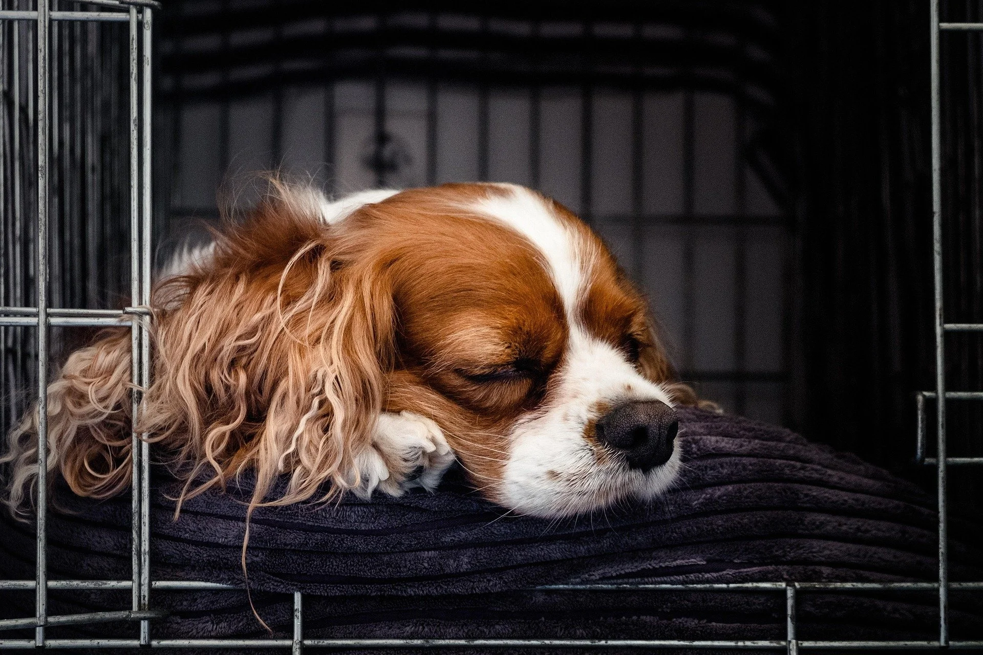 A Cavalier King Charles spaniel sleeping on a dog bed in a wire crate with the door open