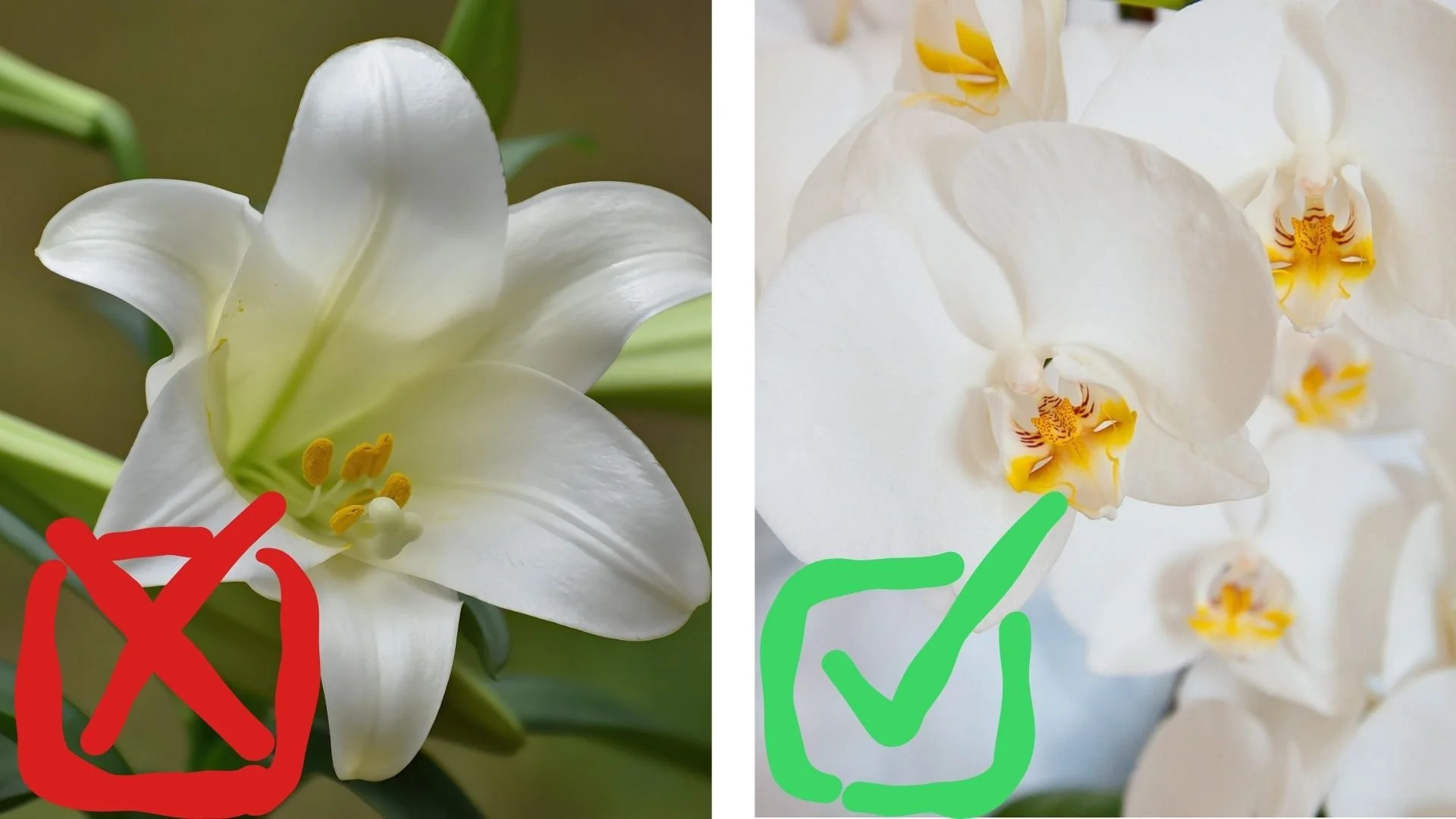 iris with a red X and orchid with a green checkmark