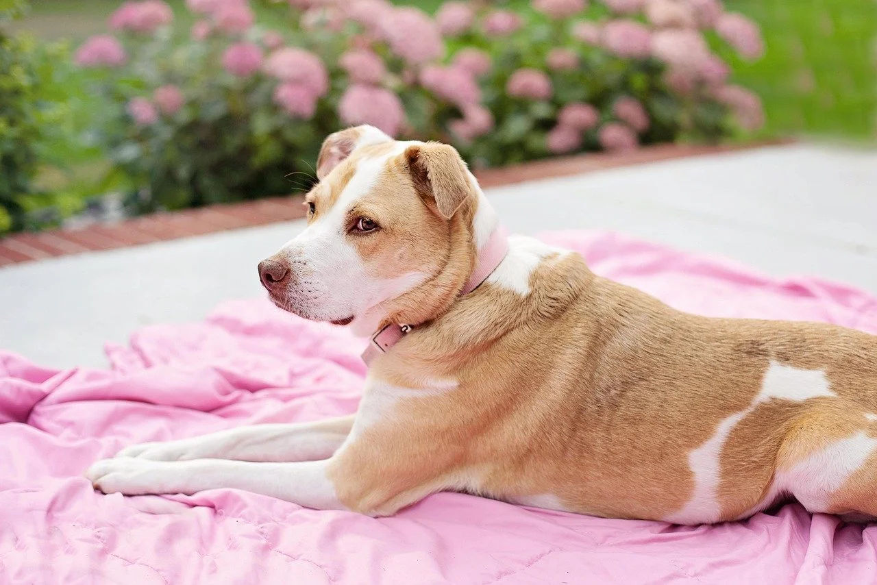 Tan and white dog stretches out on a pink blanket on a backyard deck