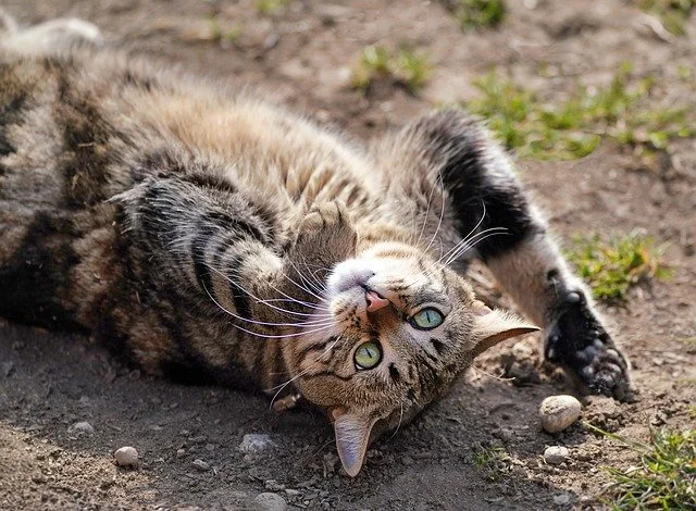 cat rolling on ground to expose belly as a proof of trust