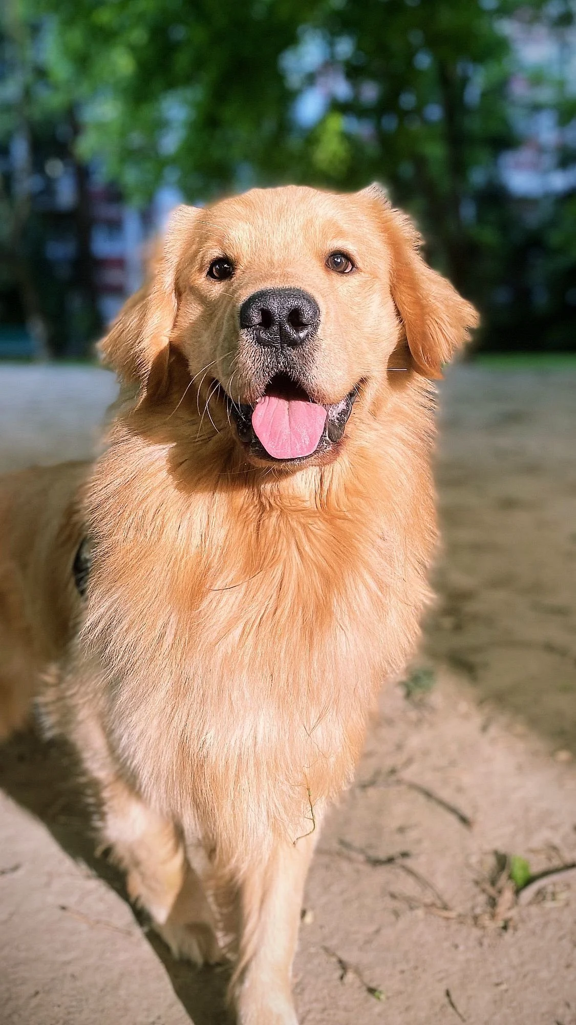 Golden retriever dog walking outdoors in a park, with trees and blurred buildings in the background.