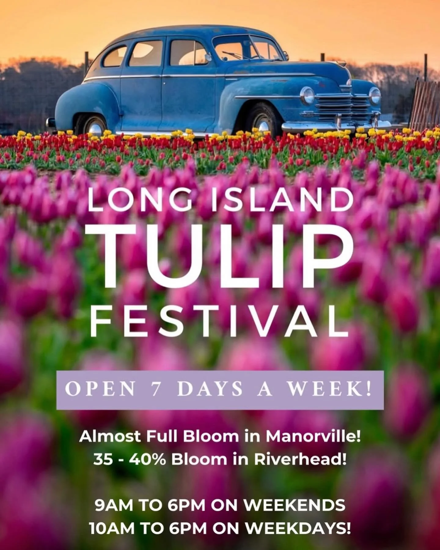 @waterdrinkerlongisland the most beautiful tulips 🌷 💐 LIFB Beer Garden - Greenhouse &amp; Gift Barn - Tortoise Tower - Nigerian Dwarf Goats - Rabbit Hutch - Miniature Golf - Jumbo Jump Pads - Adventure Avenue - Sand Castle Slide - Pedal Car Raceway