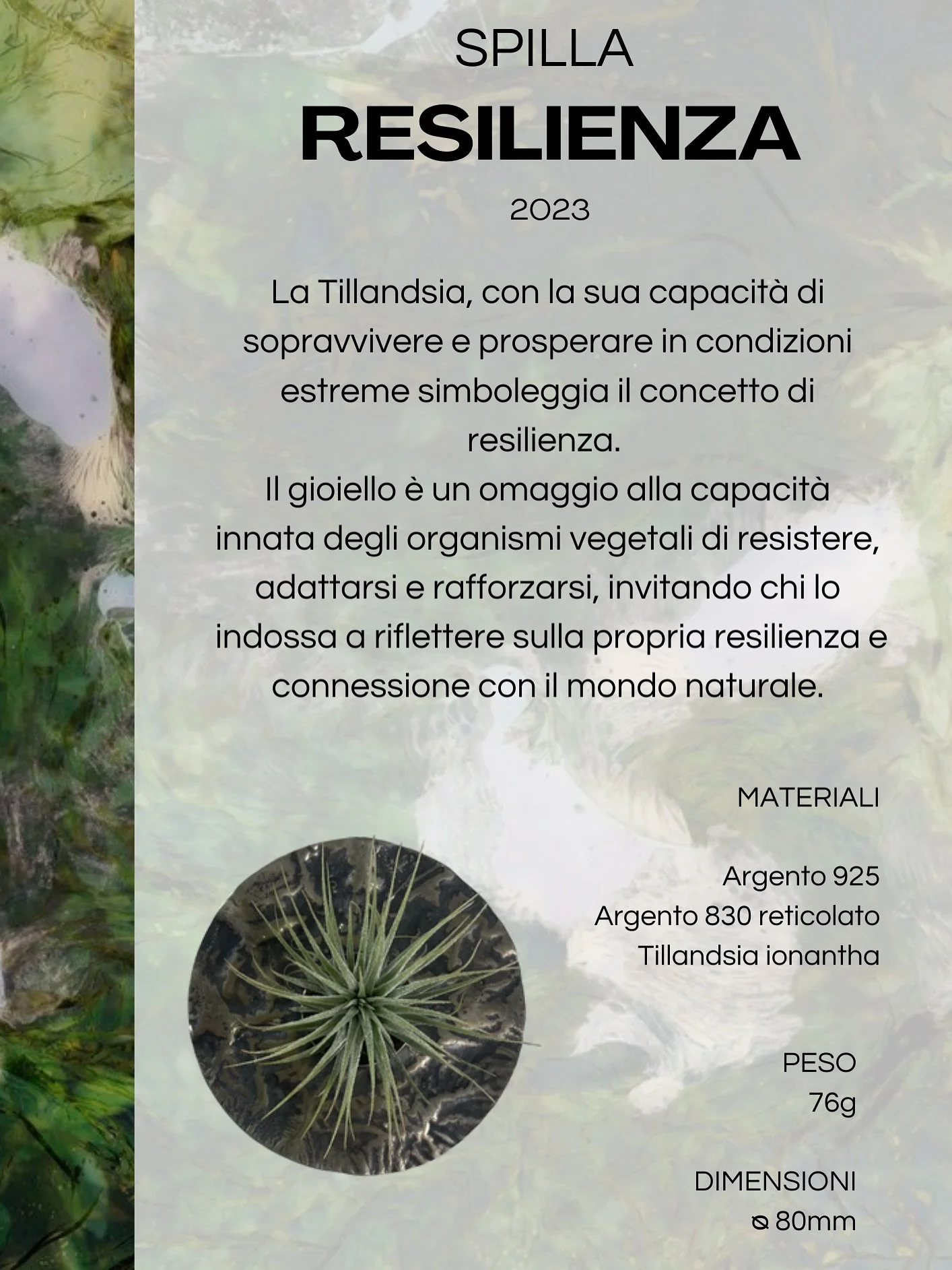 Spilla RESILIENZA
.
.
.
Materiali:
Argento 925
Argento 830 reticolato 
Tillandsia ionantha