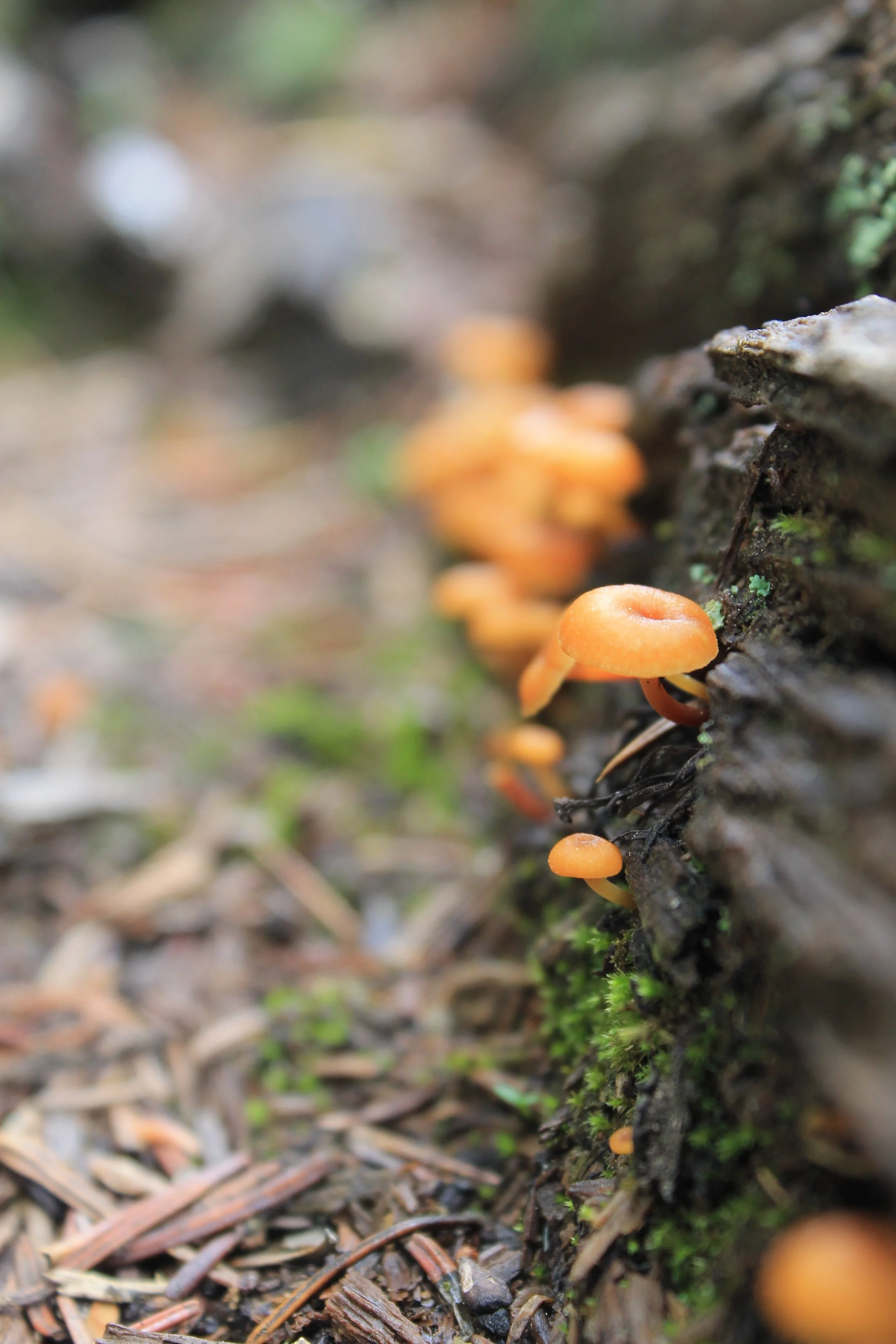 A close-up of small orange mushrooms growing on a decaying log in a forest.