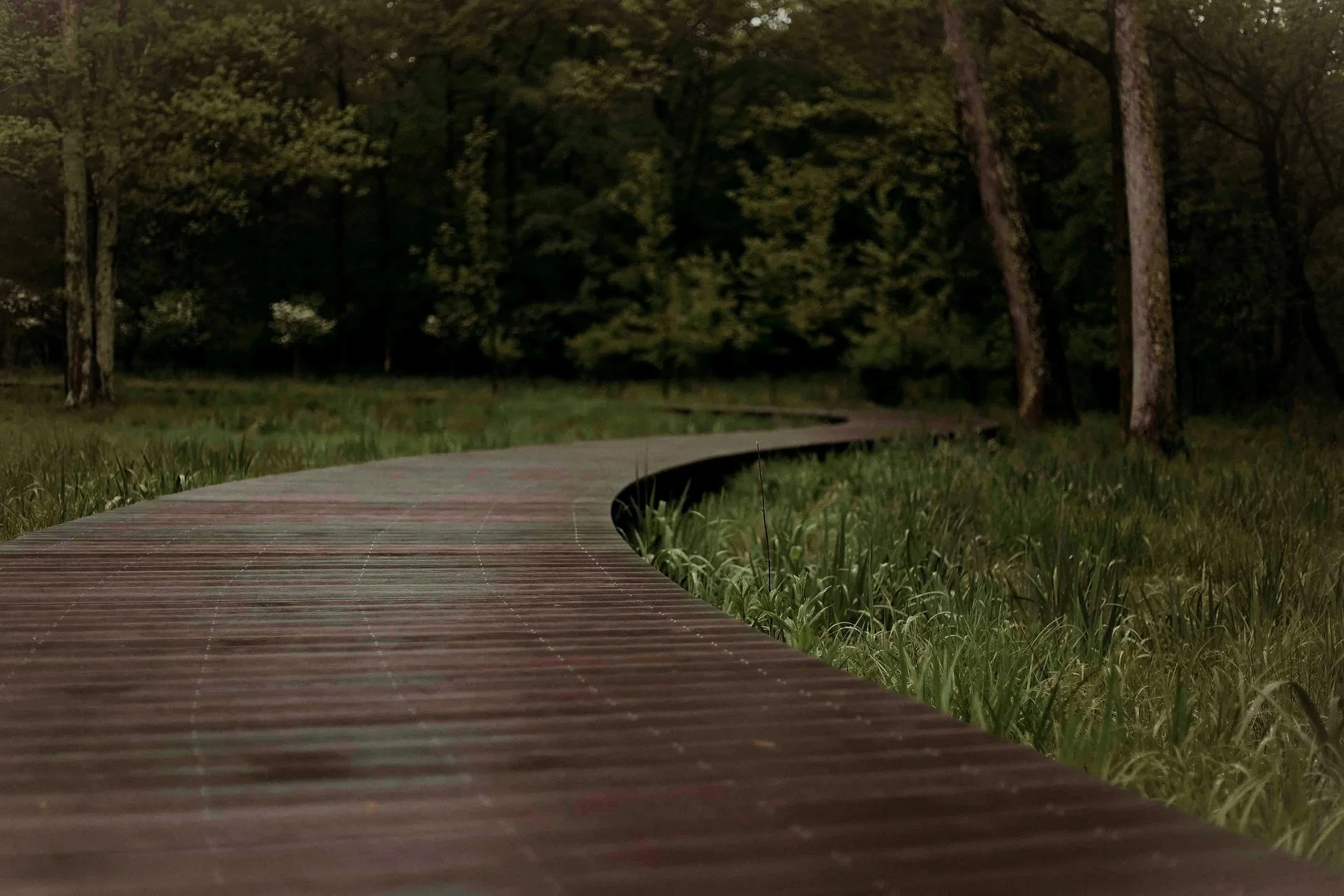A winding wooden boardwalk in a forested area surrounded by green grass and trees with dense foliage.