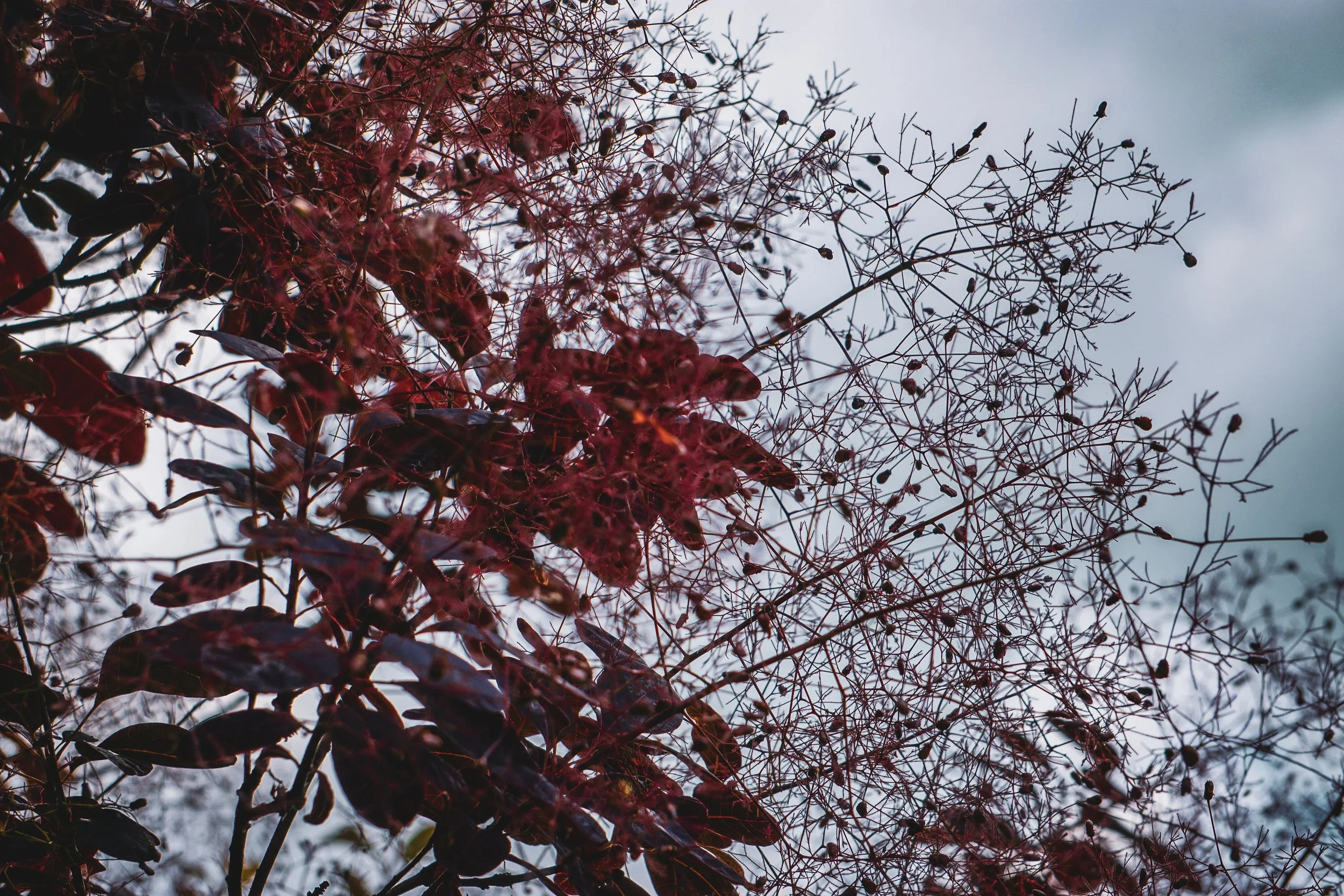 DSC07970.jpg