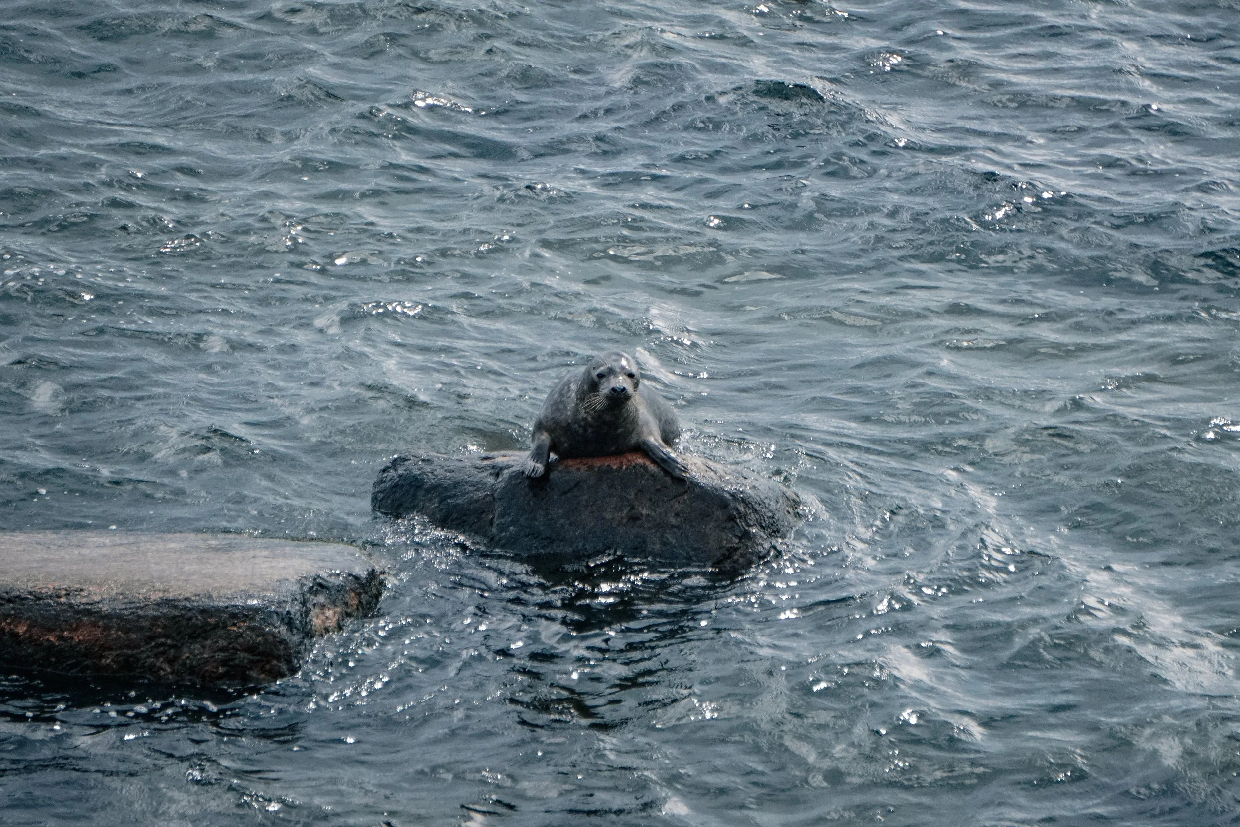 DSC09770.jpg