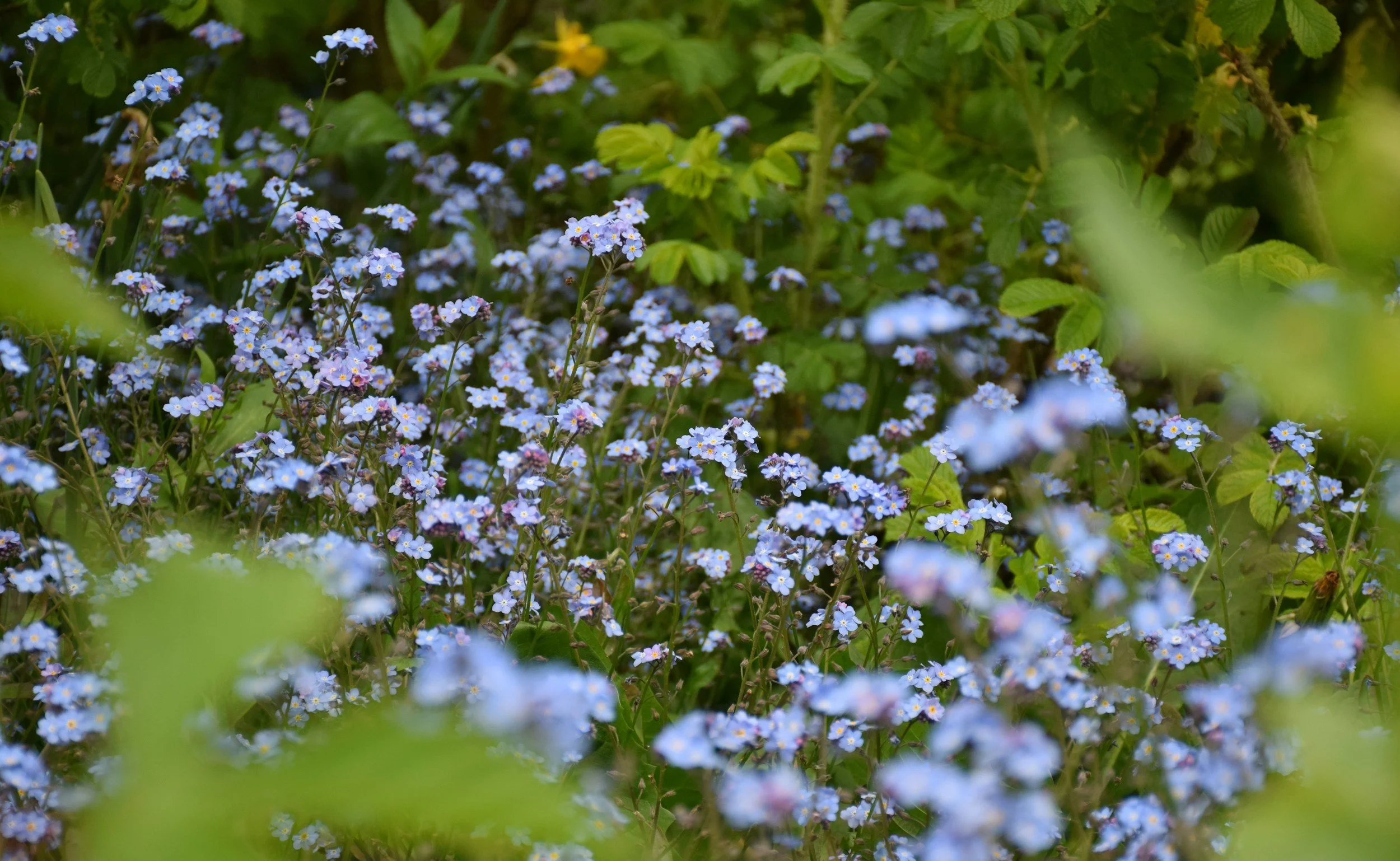 Close-up of small blue flowers with green foliage in the background.