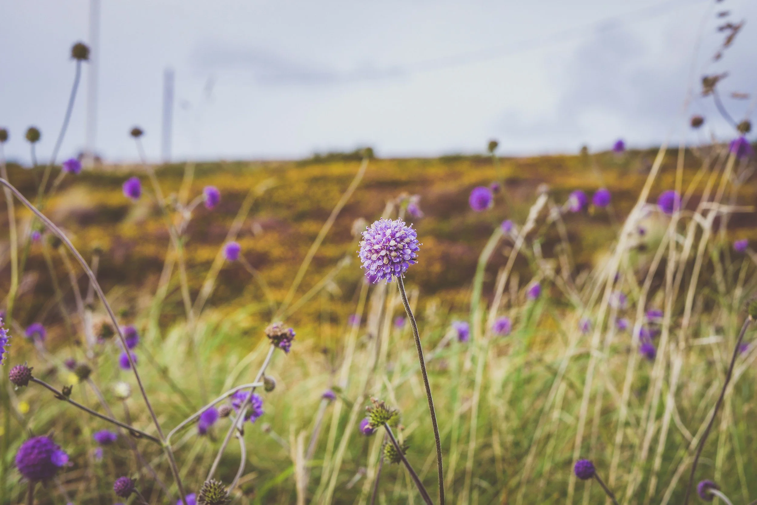 Close-up of purple flowers on a grassy field with a blurred hill and cloudy sky in the background.