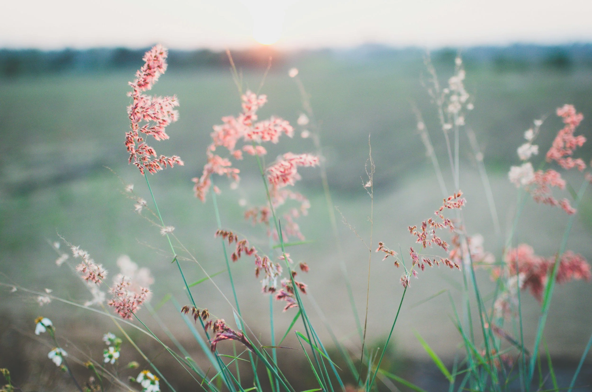 Pink wildflowers in a field during sunset or sunrise with a blurred background of open land and sky.
