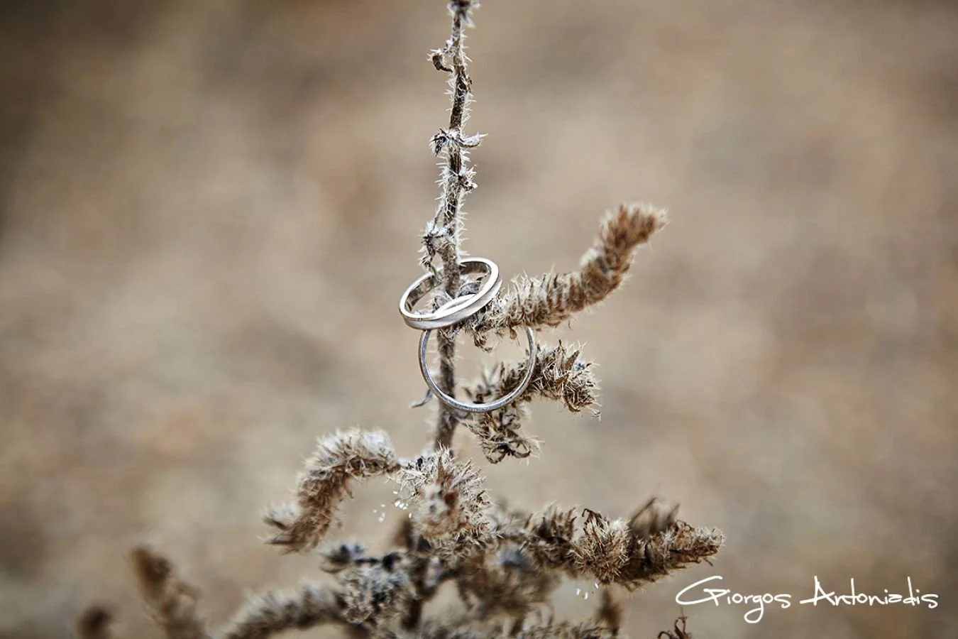 Two silver rings, one wedding band and one engagement ring, hanging on a dry, brown, twisted plant stem against a blurred, neutral background.