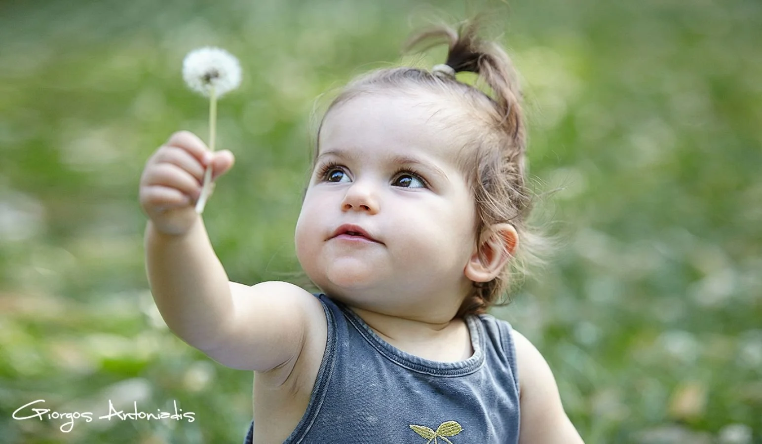 A young child with curly hair tied up in a high ponytail holding a dandelion puff and looking at it. The background is green and blurred.
