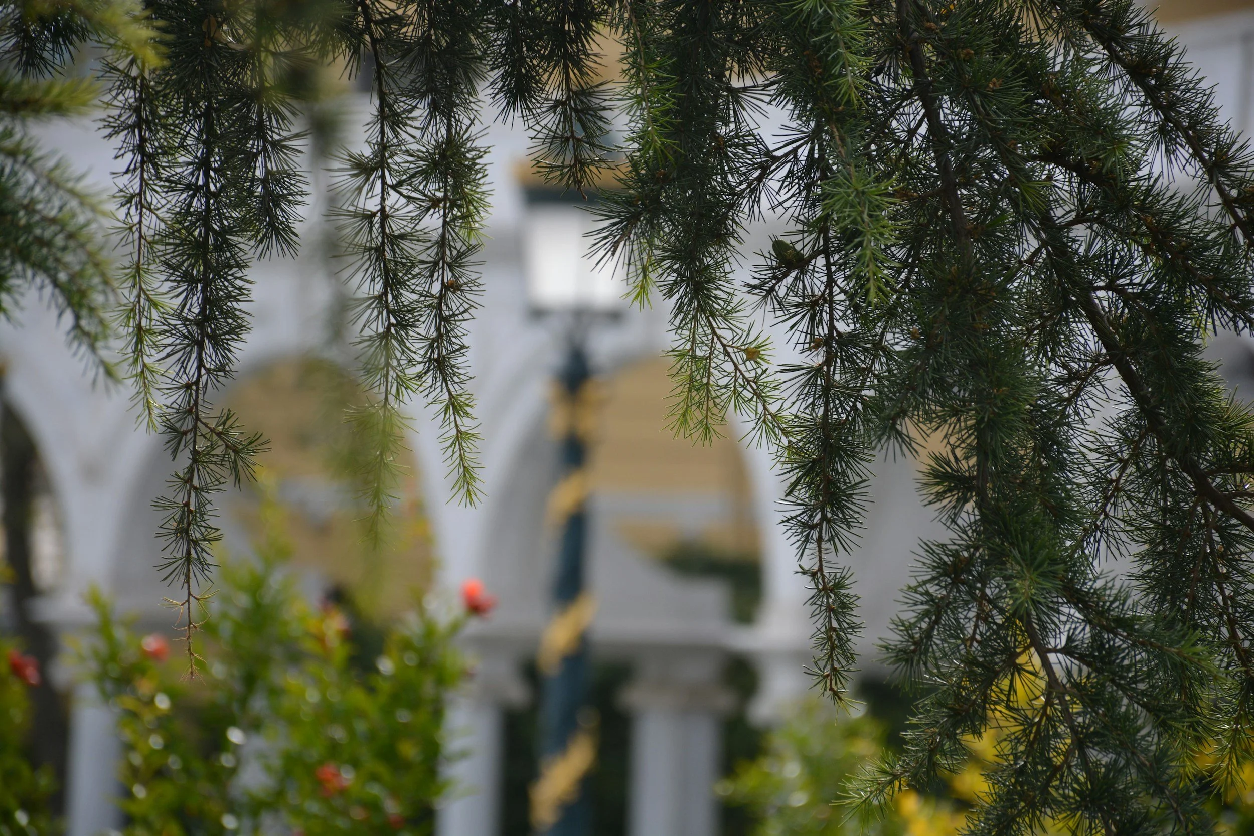 Food for Focus: A Holistic Nutrition Guide 