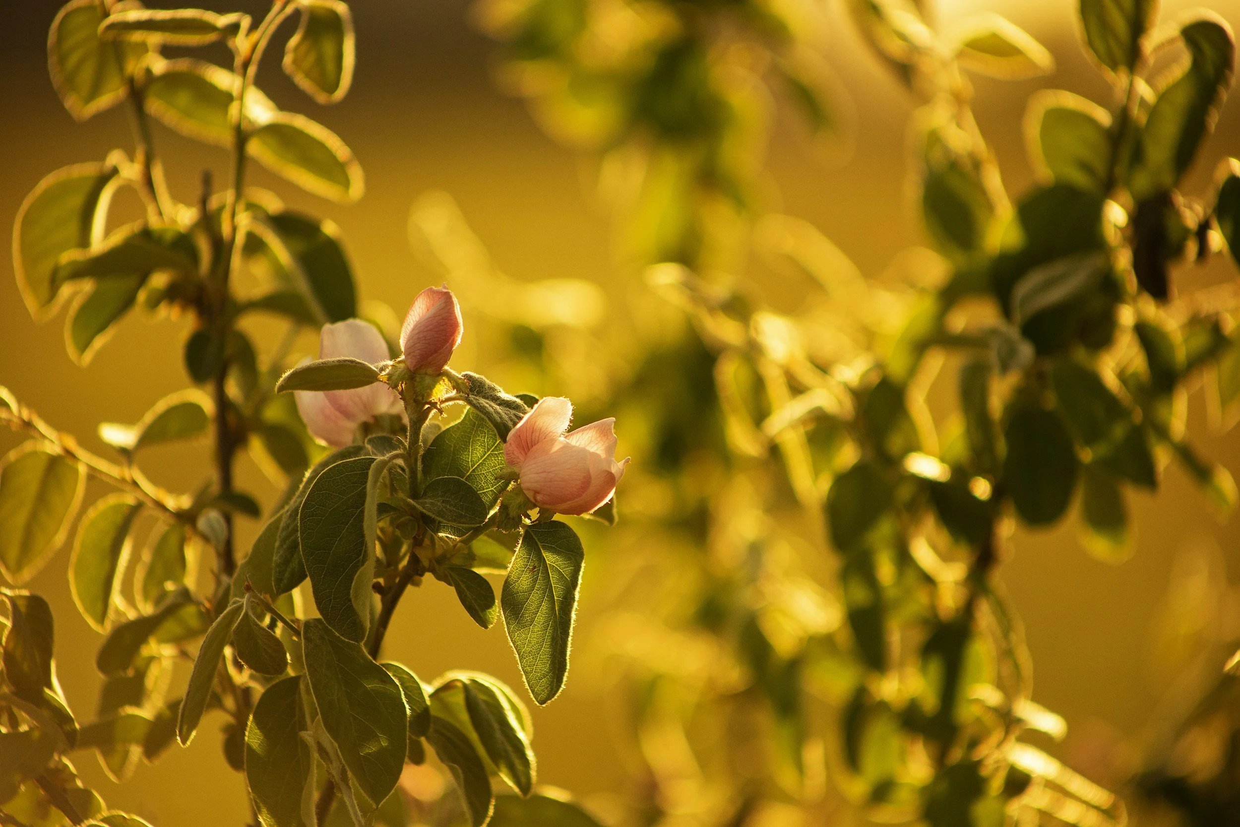 🌿 The Nervous System Reset: How to Heal Stress and Rebuild Energy Naturally
