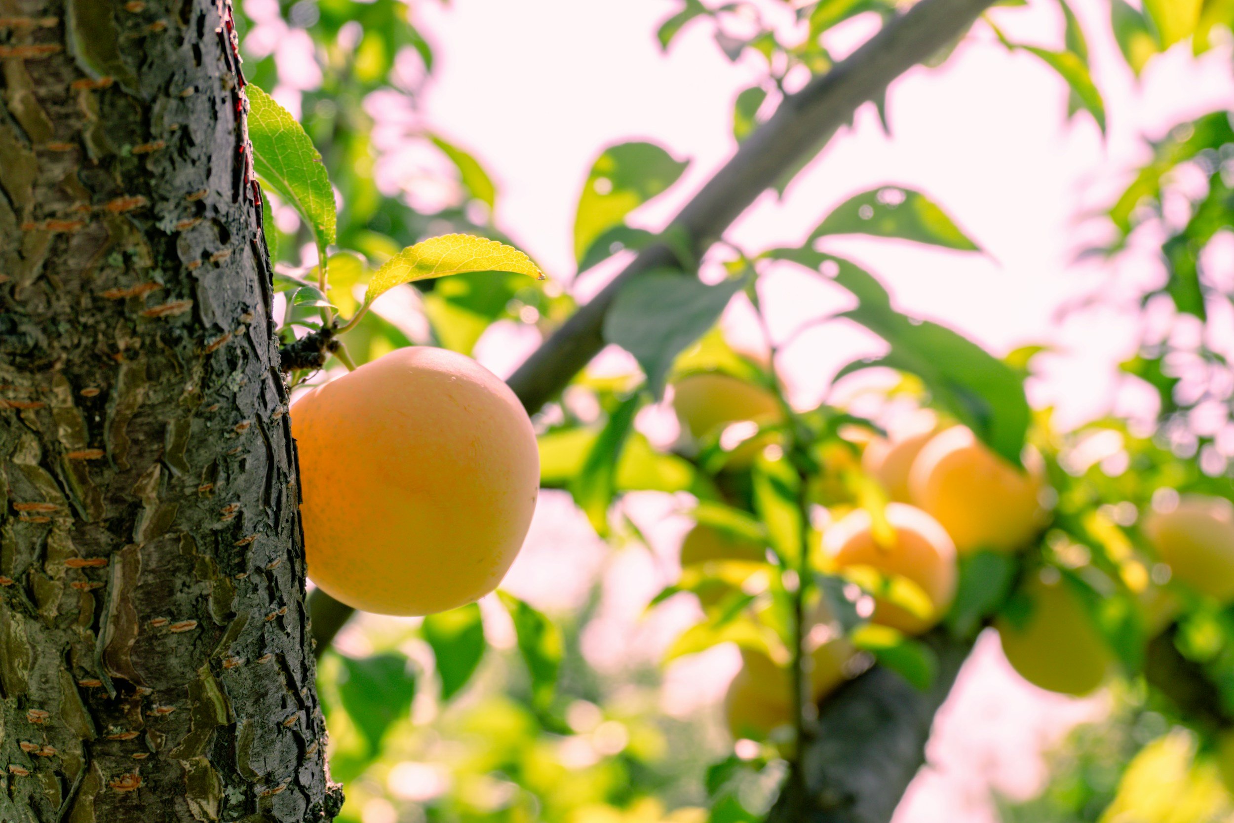 Why Gentle Consistency Beats Extreme Diets