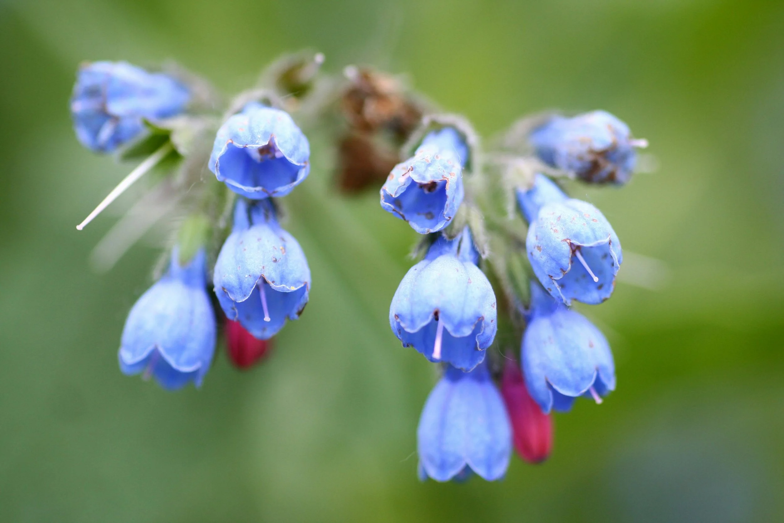 Comfrey