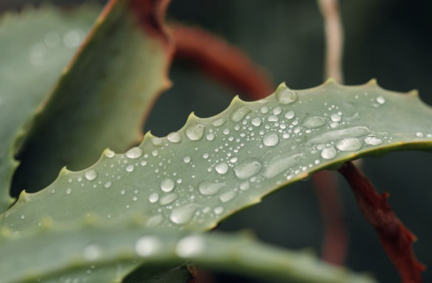 aloe