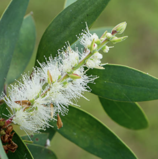 tea tree