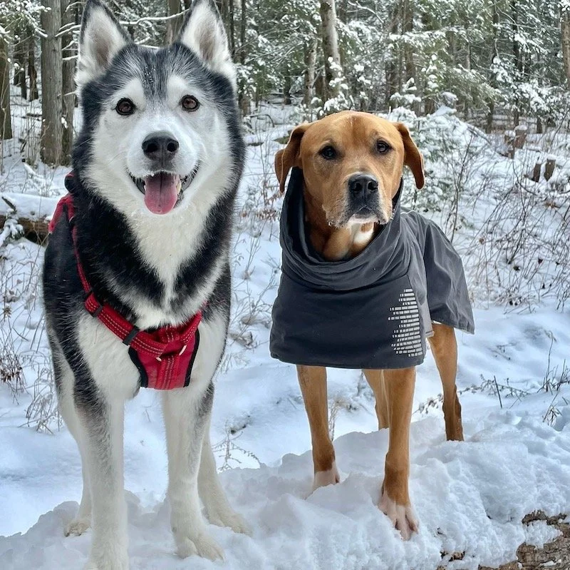 2 dogs in the snow