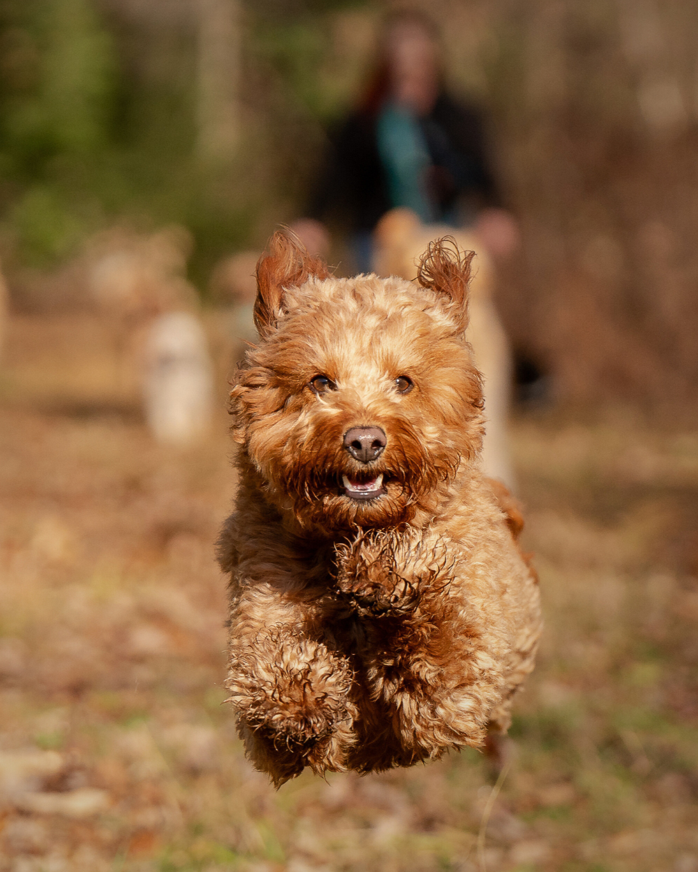 Happy dog running