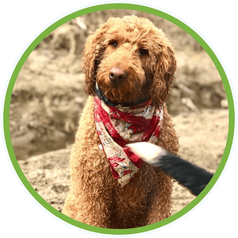 Lisa G.'s dog Jersey