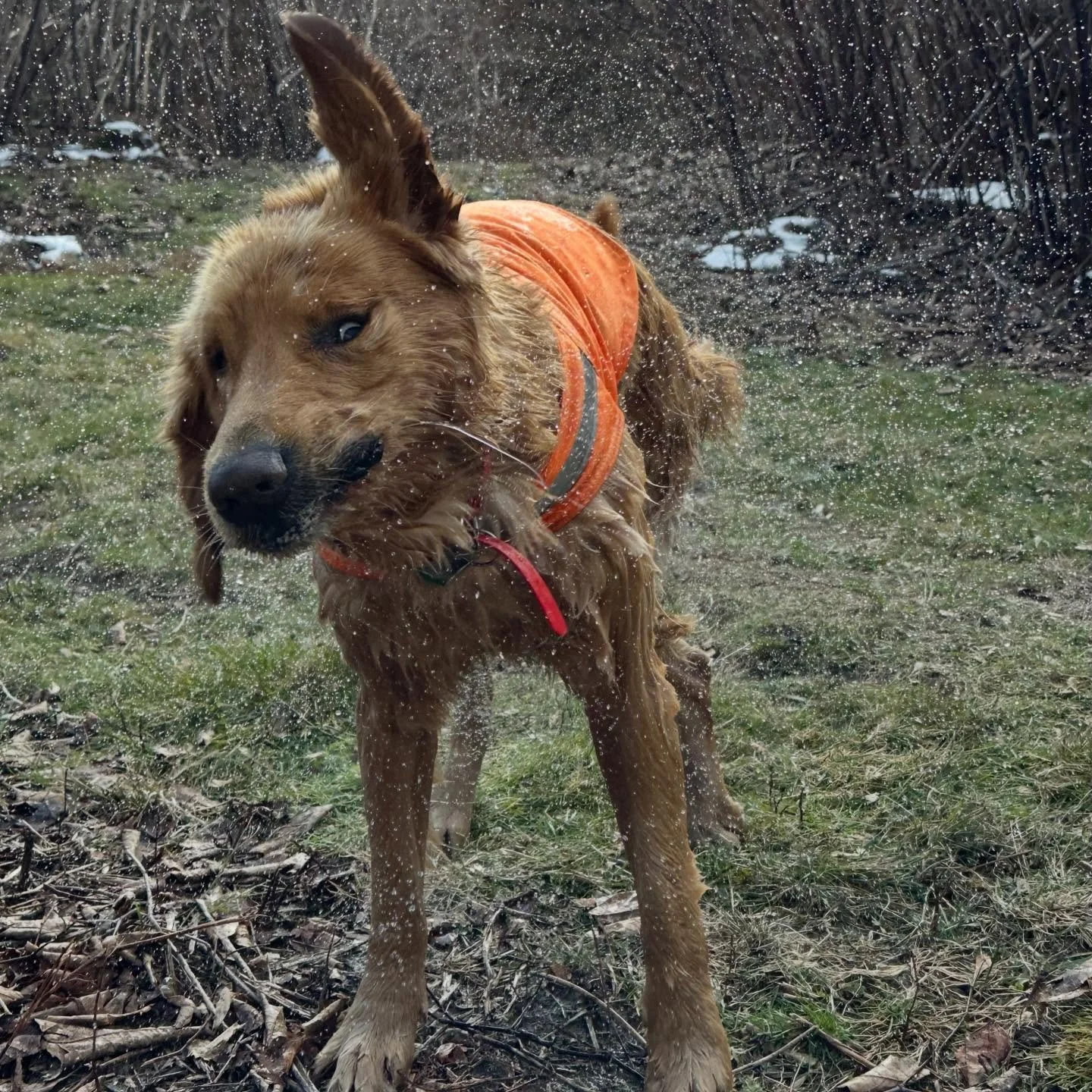 What&rsquo;s up, dogs?