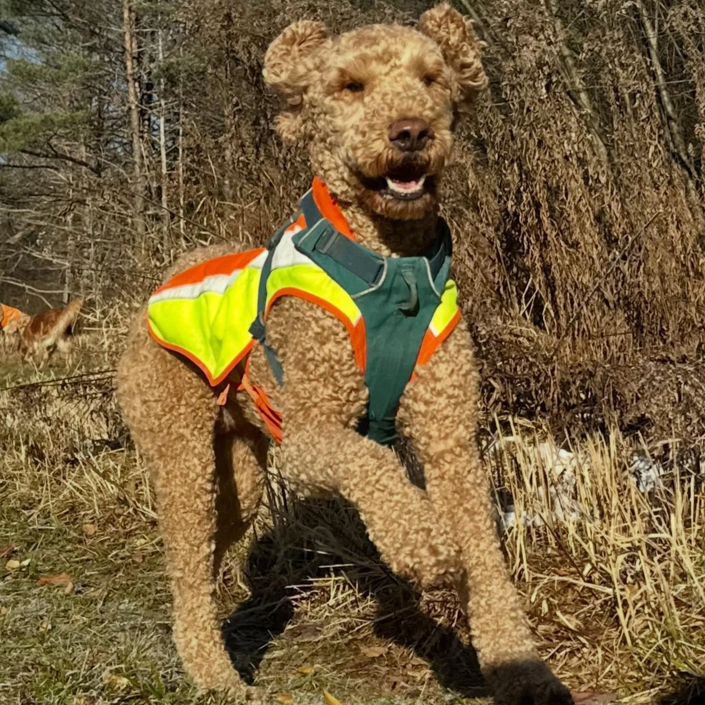 Got a little behind on sharing the goodest pups!