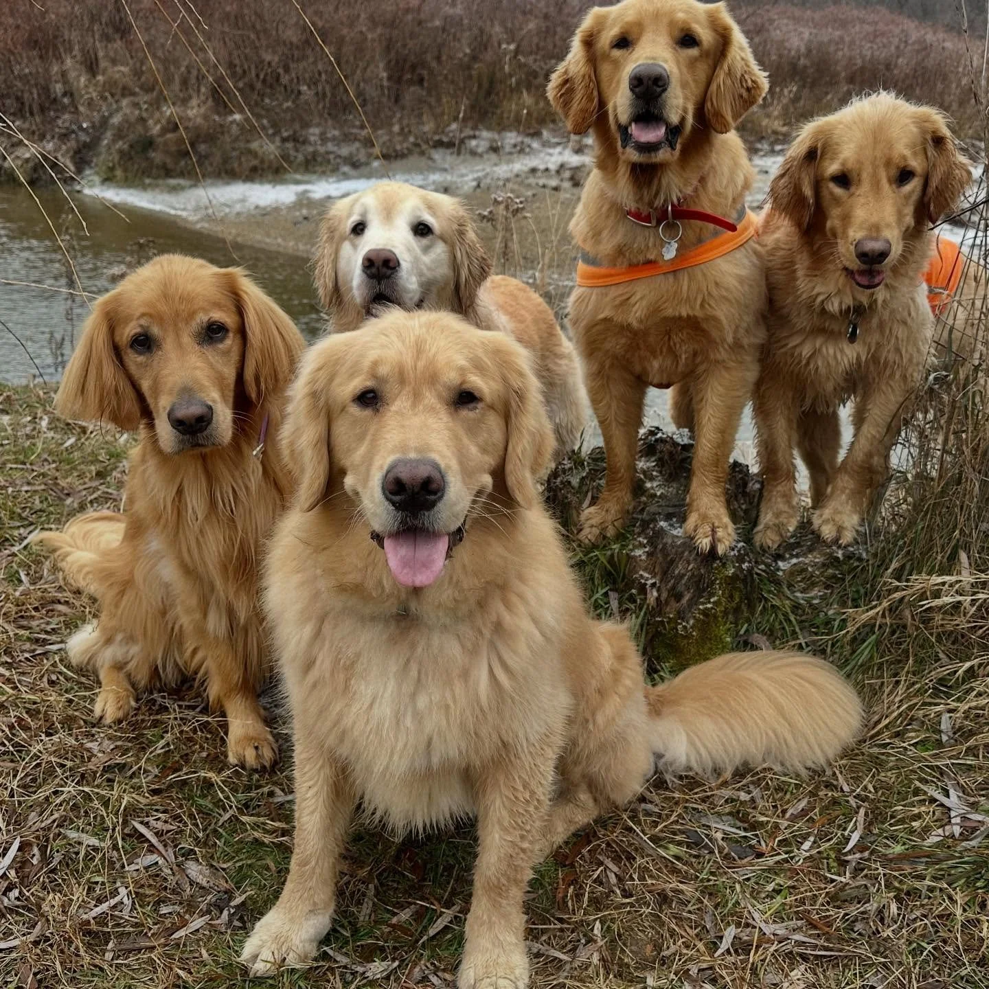 Sometimes work comes home with me. The assignment? Play. snuggle. Repeat.