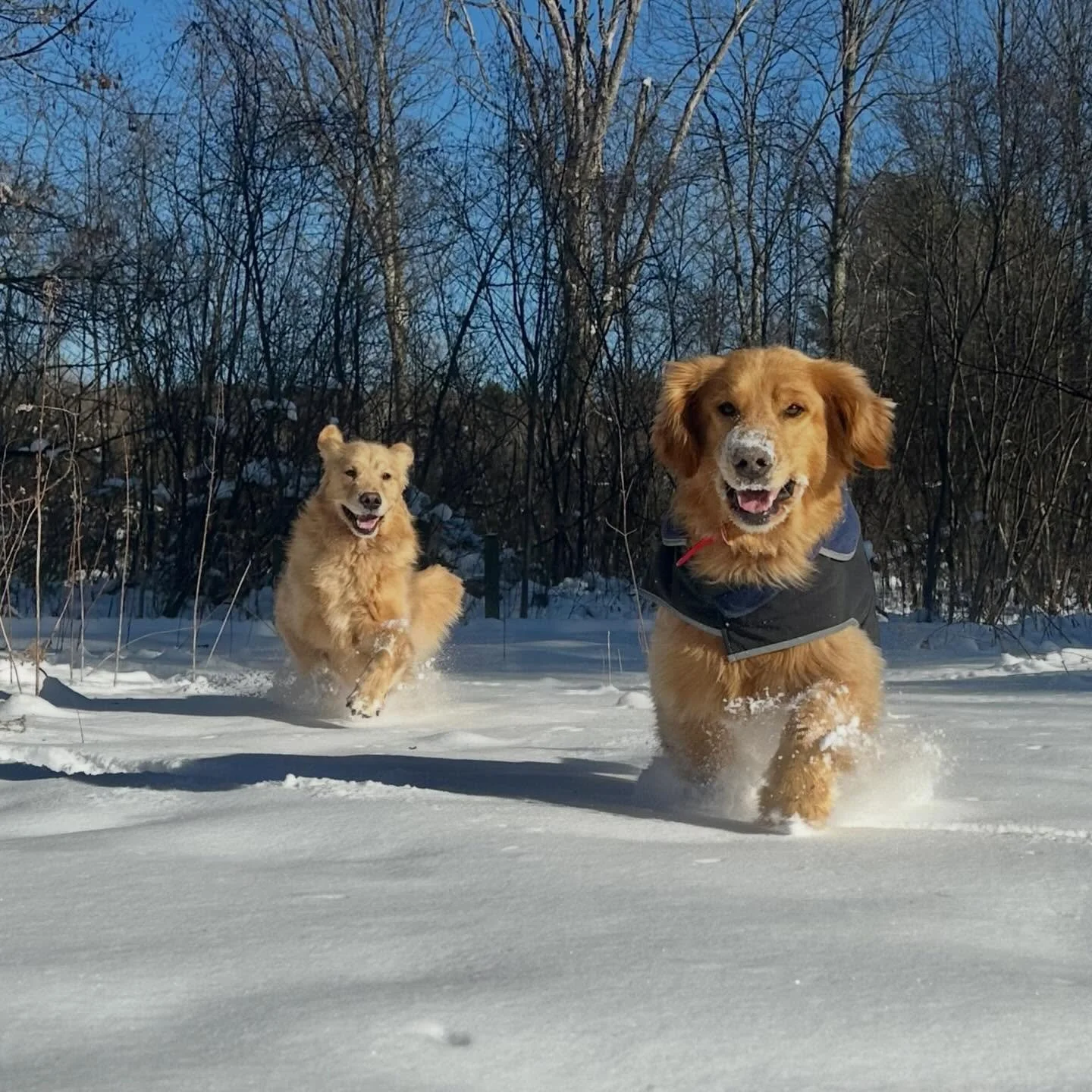 I haven&rsquo;t posted in a bit, but the fun has never stopped! 
Snowy adventures always ranking high with my favorite pups playing like winter is their favorite sport. We hope these moments in time bring you a smile. 

🐾🐾🐶❤️

#VermontDogs #SnowDo