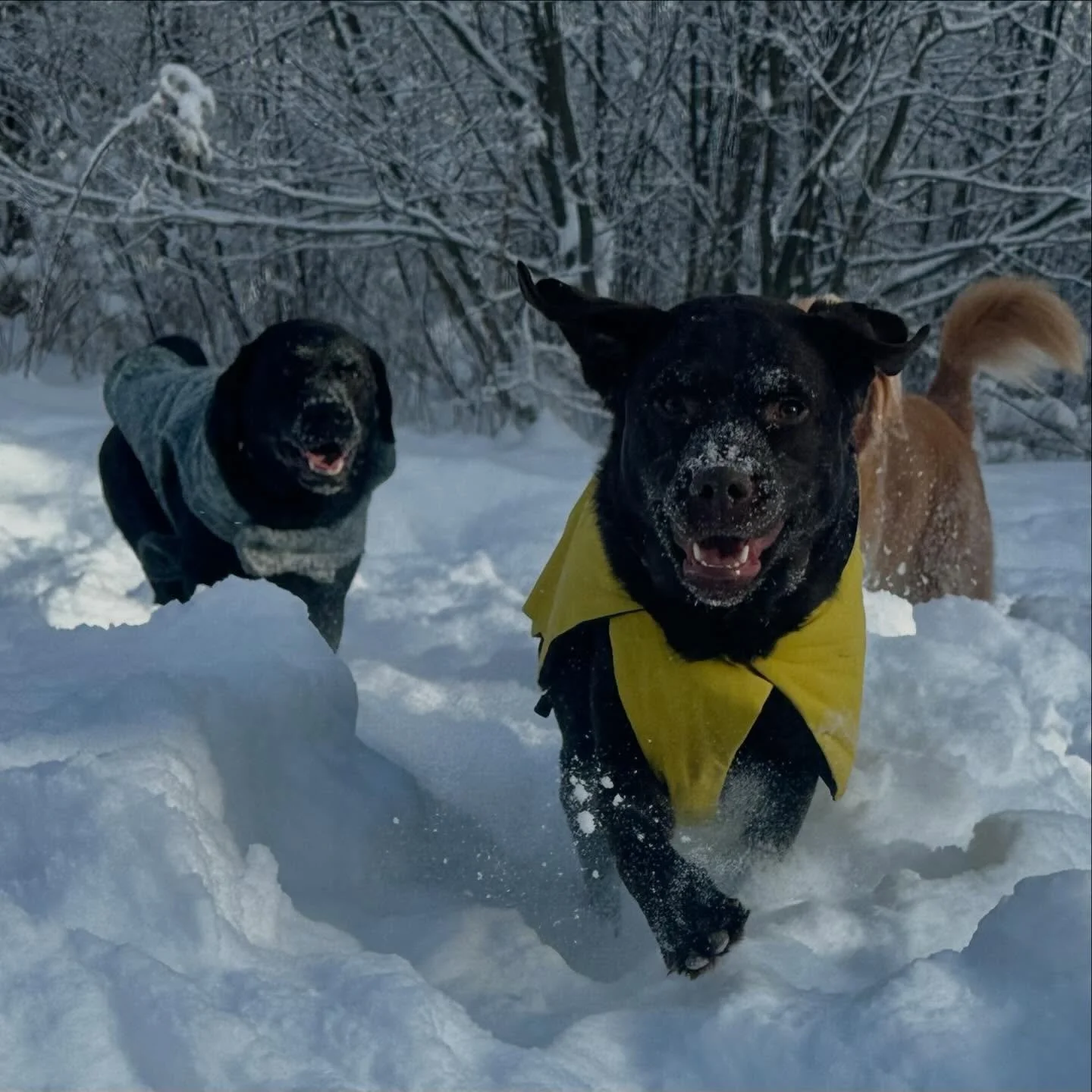So this was last Thursday. So many gems amongst me each day. Sorry for not sharing more. I&rsquo;ll do better. 
🐾🐾🐶❤️

#thursdayfun #AdventureDogs #VTLife #dowhatmakesyoursoulhappy