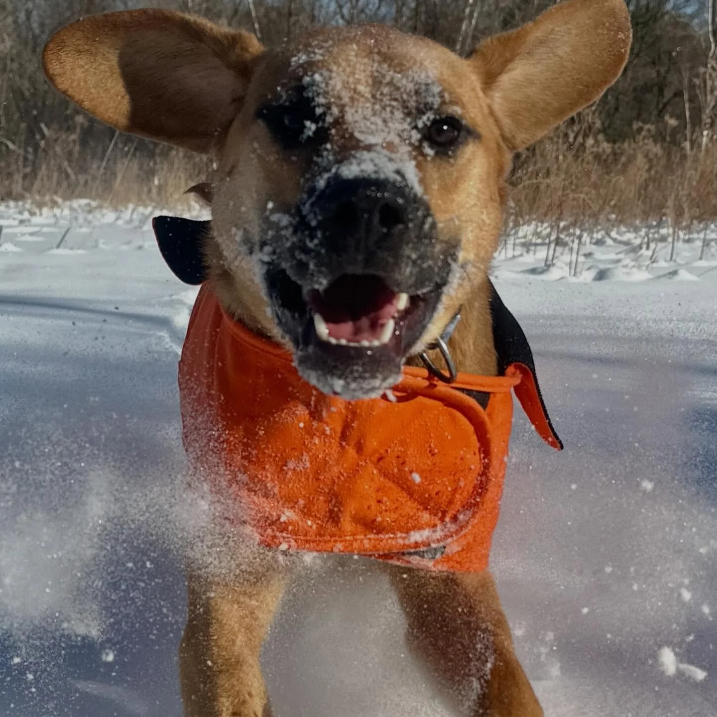 We are super duper pleased to introduce, Cruze! This boy is absolutely lovely. He joined us just before the holidays, and each pup has beamed with joy (especially me) at meeting him since day one! We LOVE this kid! Welcome to the posse, Cruze! 
🐾🐾?