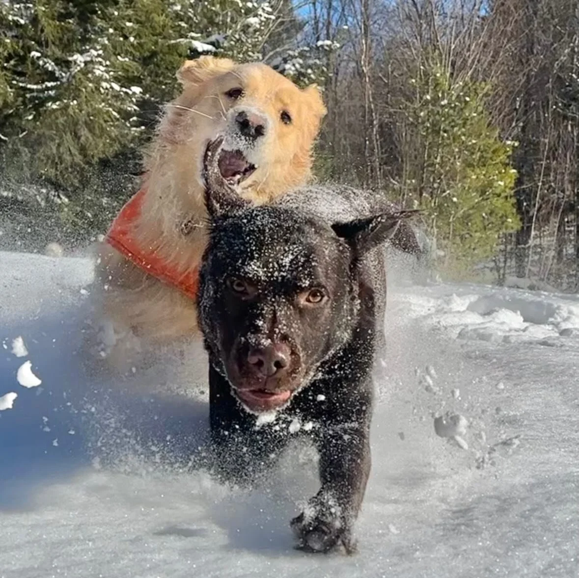 So freakin grateful for the &lsquo;warmer&rsquo; weather and the deep untouched snow in the woods. We had so much fun together today! 
🐾🐾🐶❤️

#vtdogs #essexvermont #adventurewithdogs #freshsnow #connectionwithnature