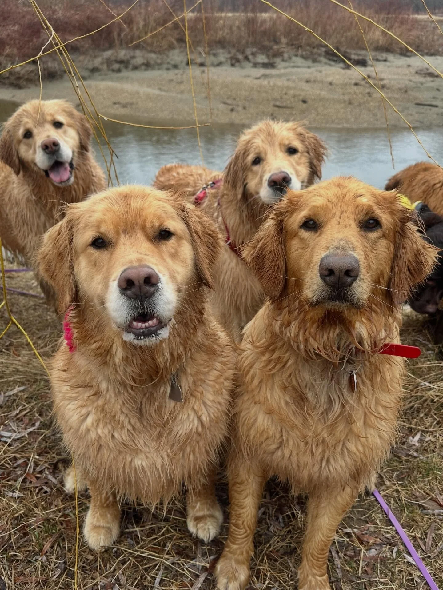 Tuesday: just what I needed! 🥰 Our best bud, Juno is leaving the crew as a regular member to travel with her newly retired parents! We are so going to miss her every week! I love you, June-bug! 🥹❤️