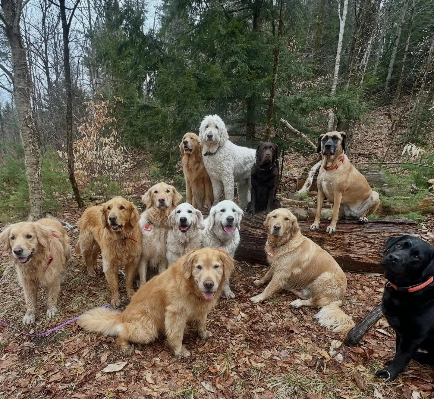 I *really* love dogs. Just incase you were wondering. I mean&hellip;c&rsquo;mon! 🐶❤️