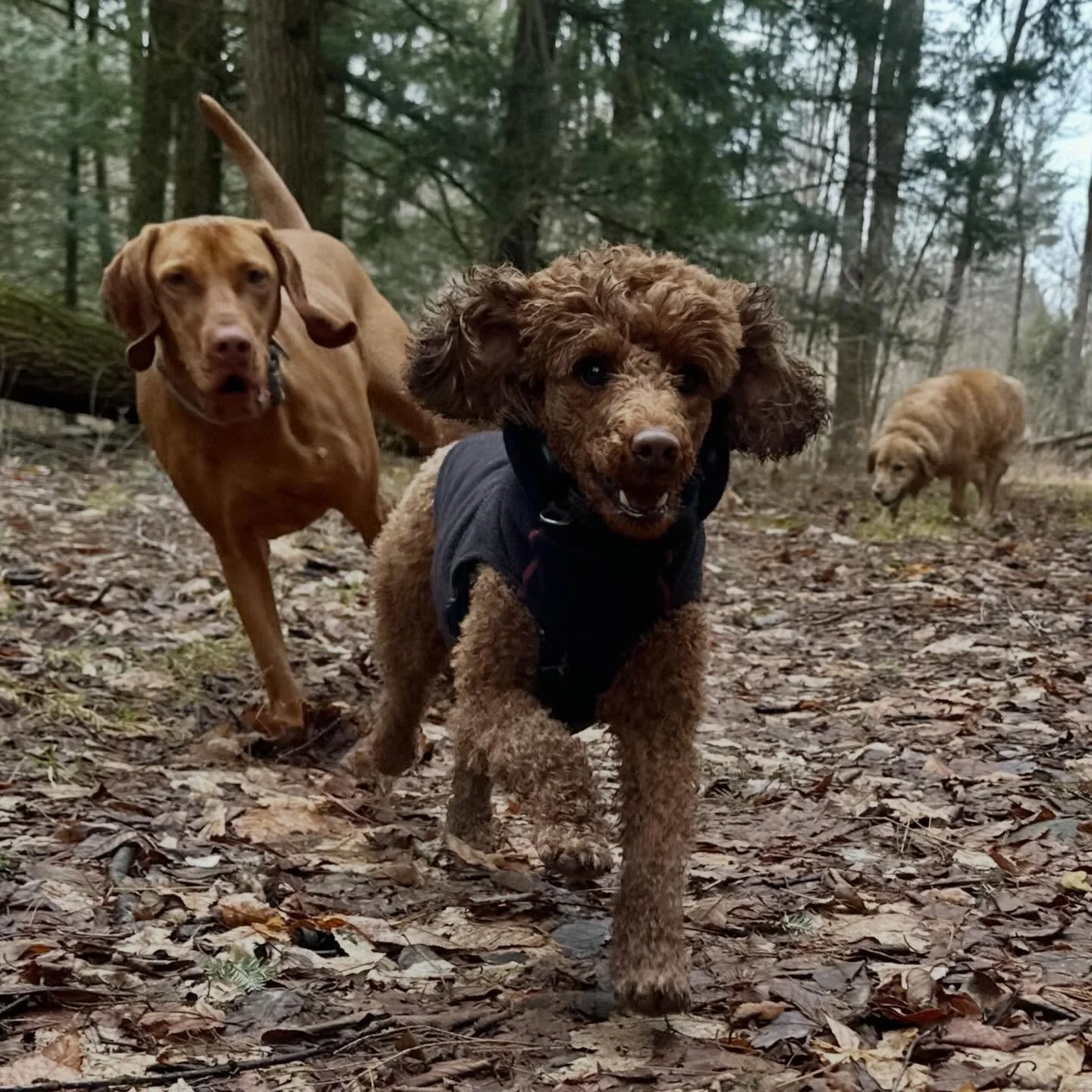 Friday morning agenda included a delightful crew with a menagerie of good sniffs and silliness! 🤩