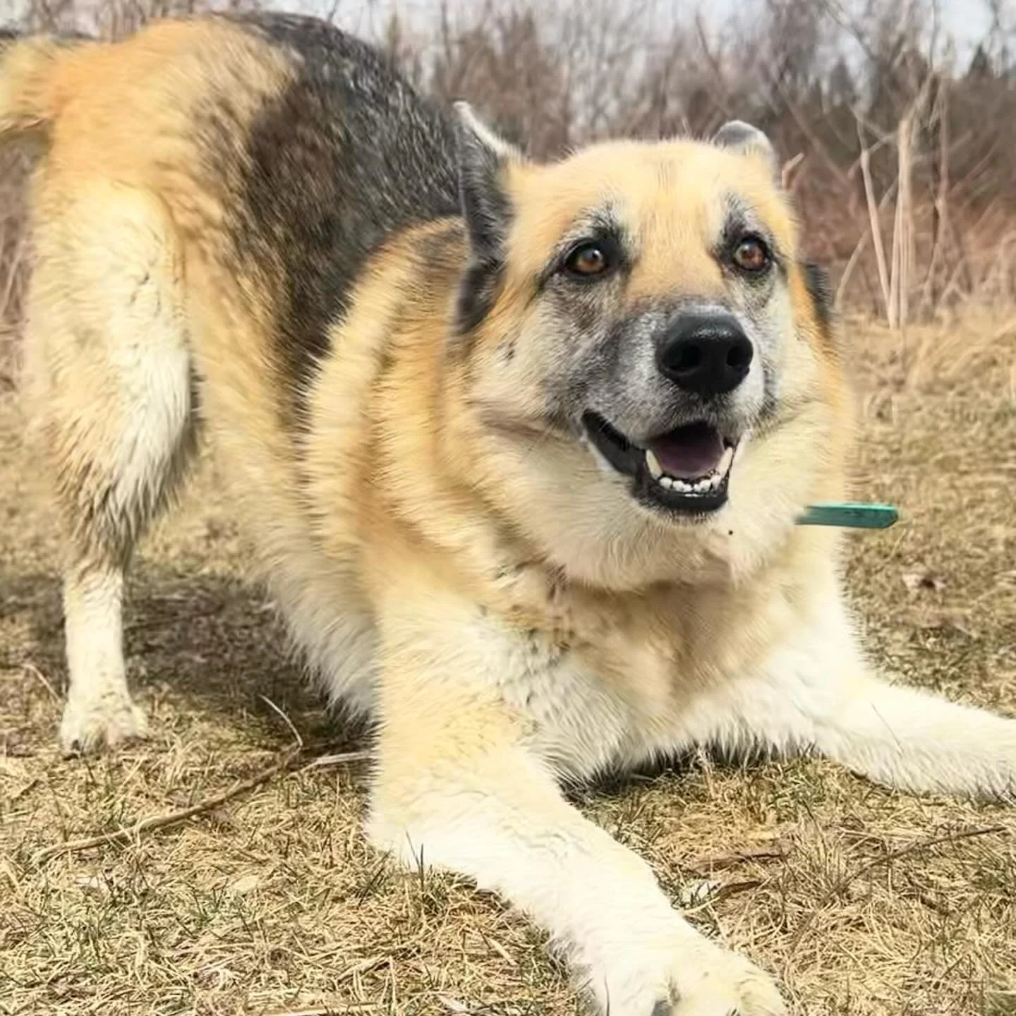 Saturday morning was pretty darn perfect. 🐶❤️