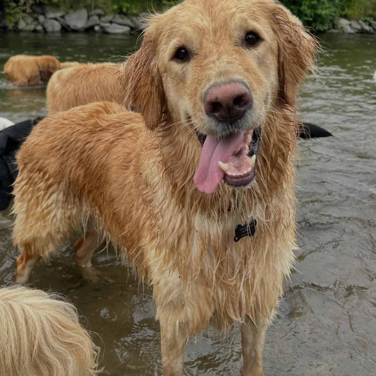 We lost a friend yesterday afternoon unexpectedly. He was only 6 years old. This hurts. 

Dasher was everything you hope for in a dog&hellip;kind, happy, silly, and endlessly loving. He made friends everywhere he went and brought so much joy to our a