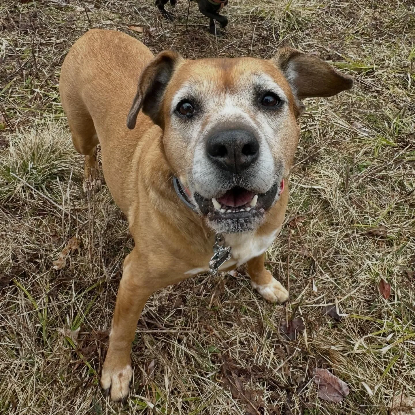 Does your Monday morning bring you this much joy? 🐶❤️