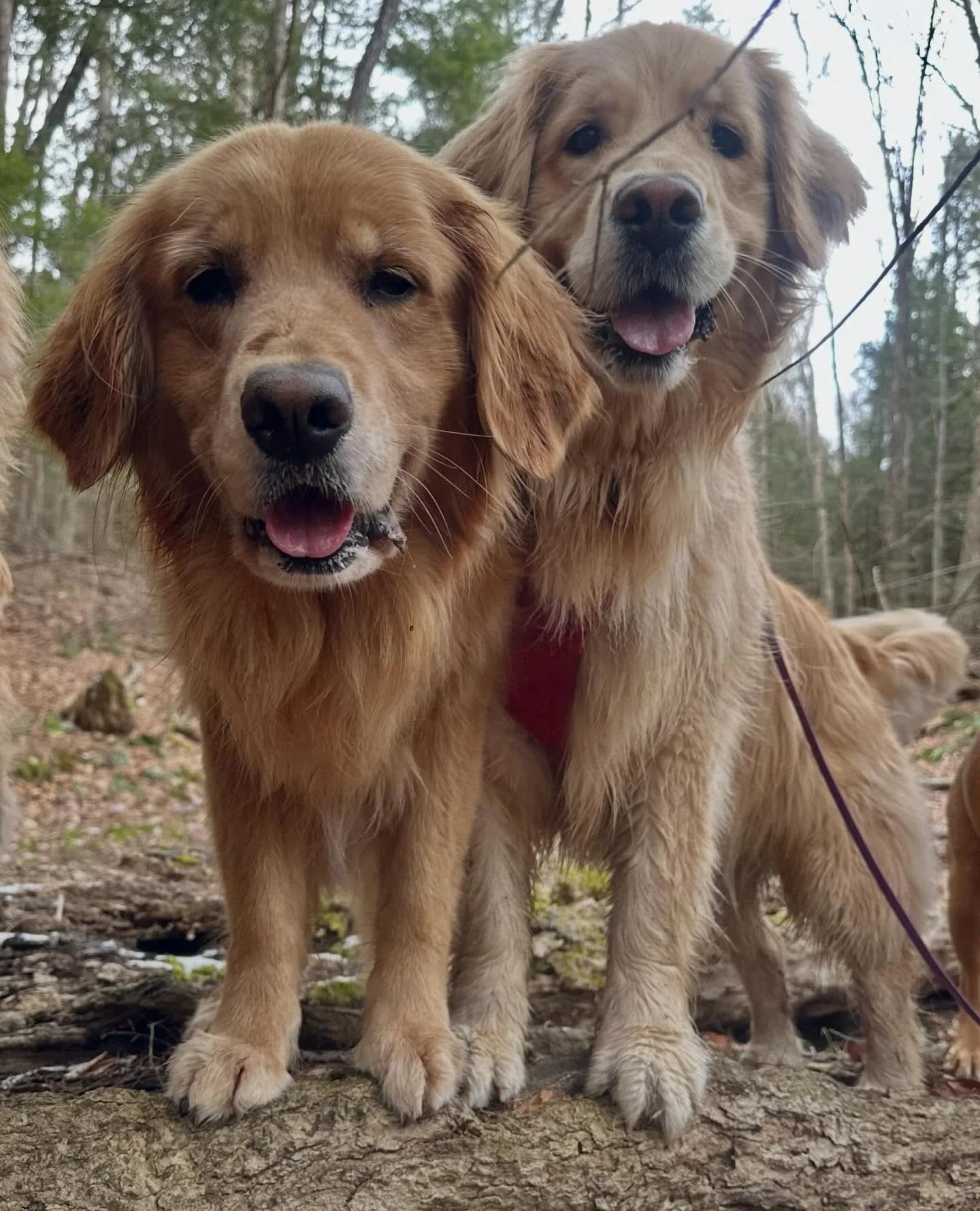 Tuesday morning hijinks never disappoints ! 🐶❤️