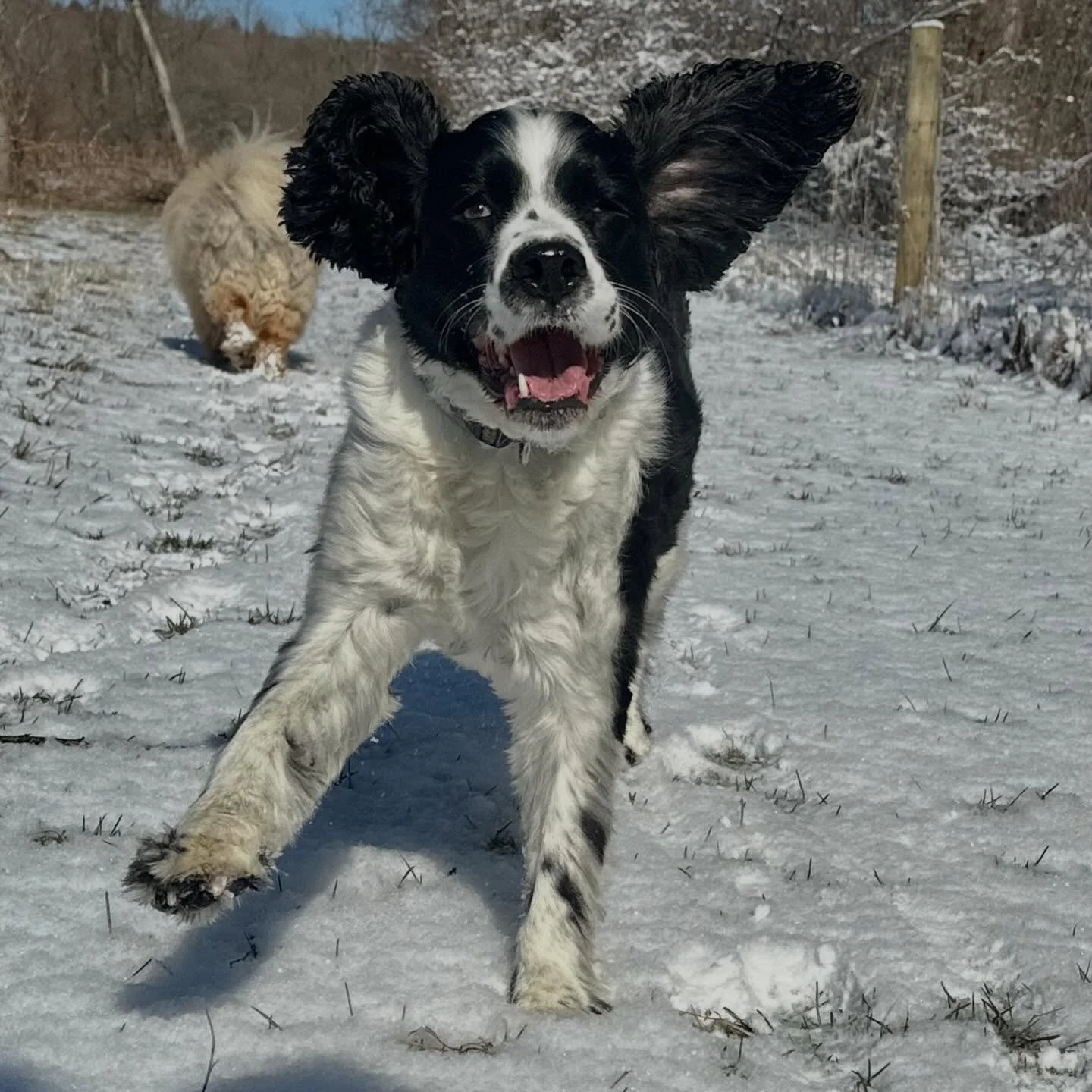 Wednesday 🤩🐶❤️