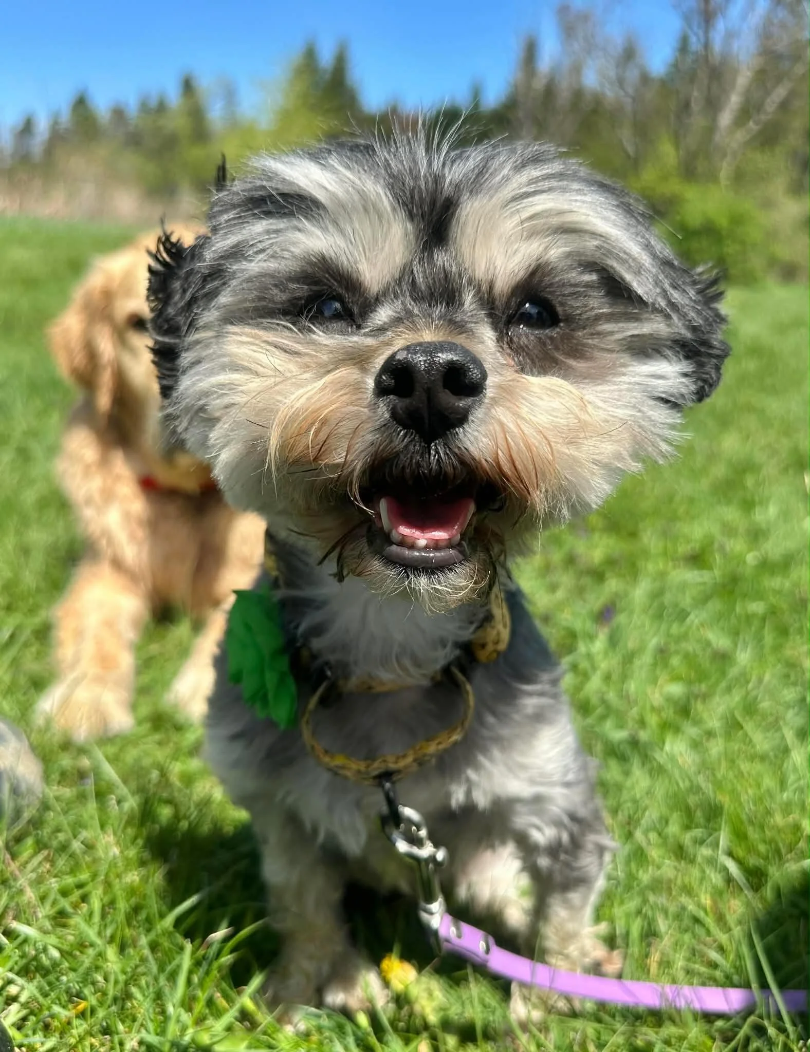 I&rsquo;ve been keeping this little secret. Meet Jellybean (Bea, Little Bean, Little Kid). This tiny, angelic 12lb creature has been hanging with us as a foster for the last few weeks and I&rsquo;m obsessed. About 5 years old and a perfectly portable