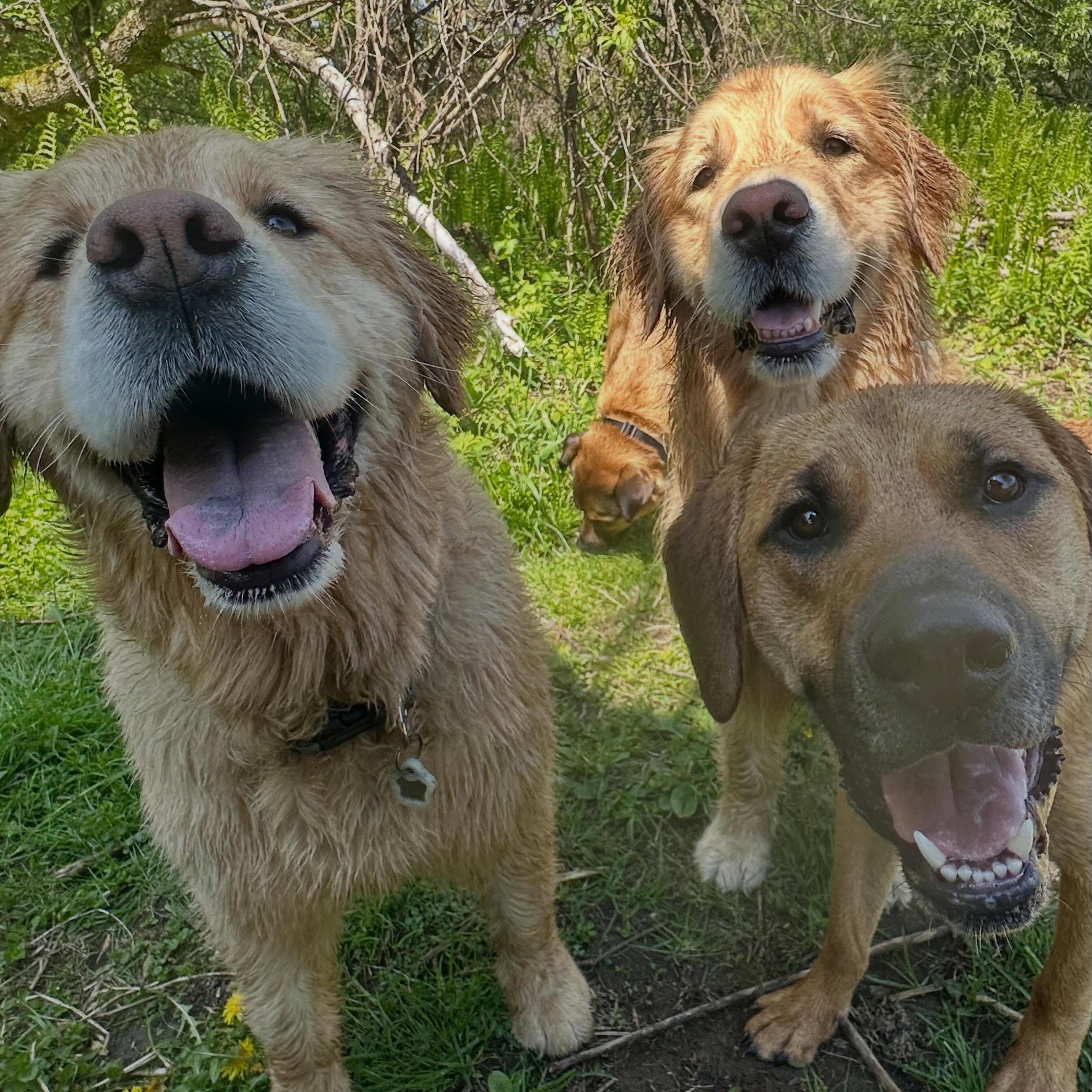 Our old buddy Juno dropped in on Tuesday! We love you, June bug!