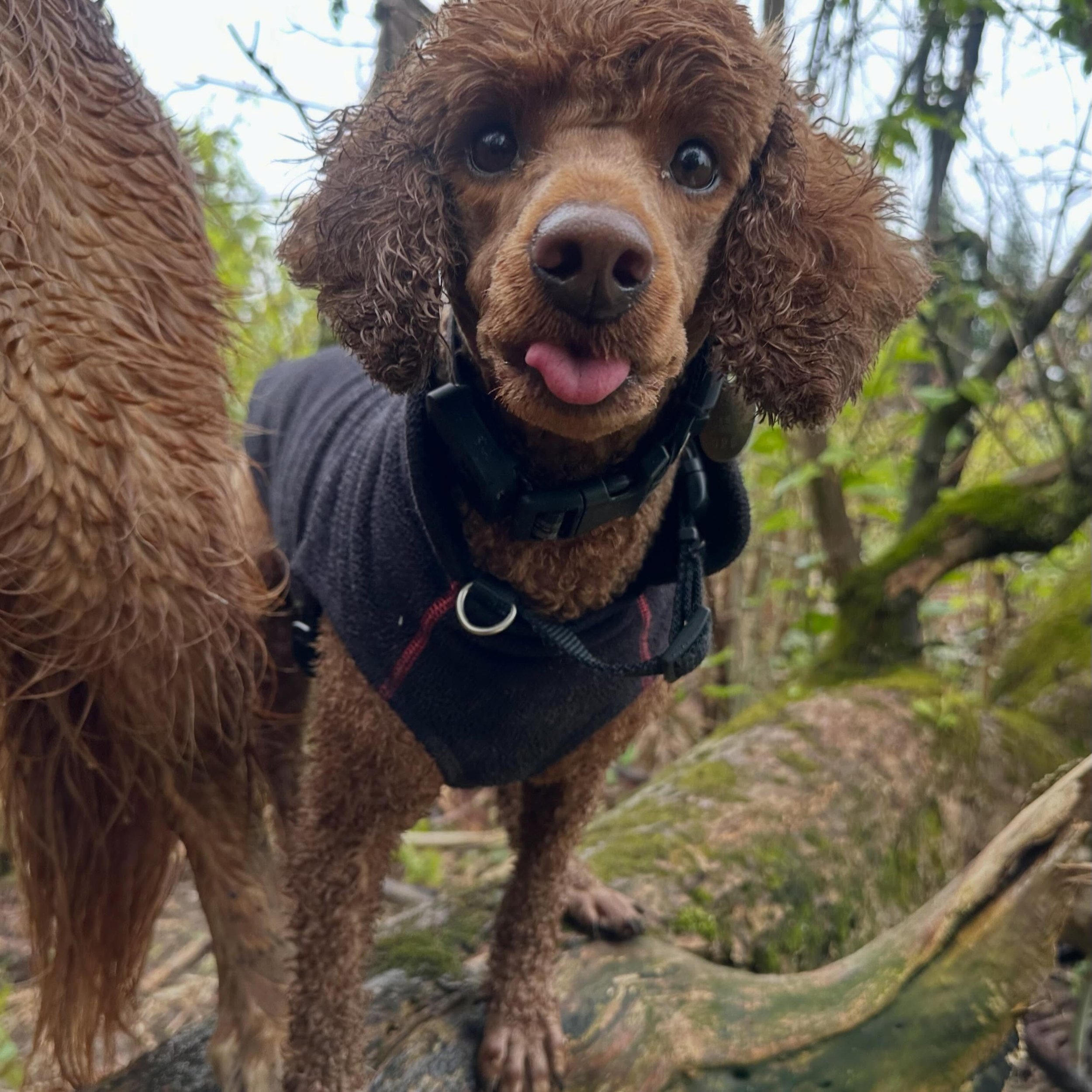 Happy Monday, friends! ☀️🐾