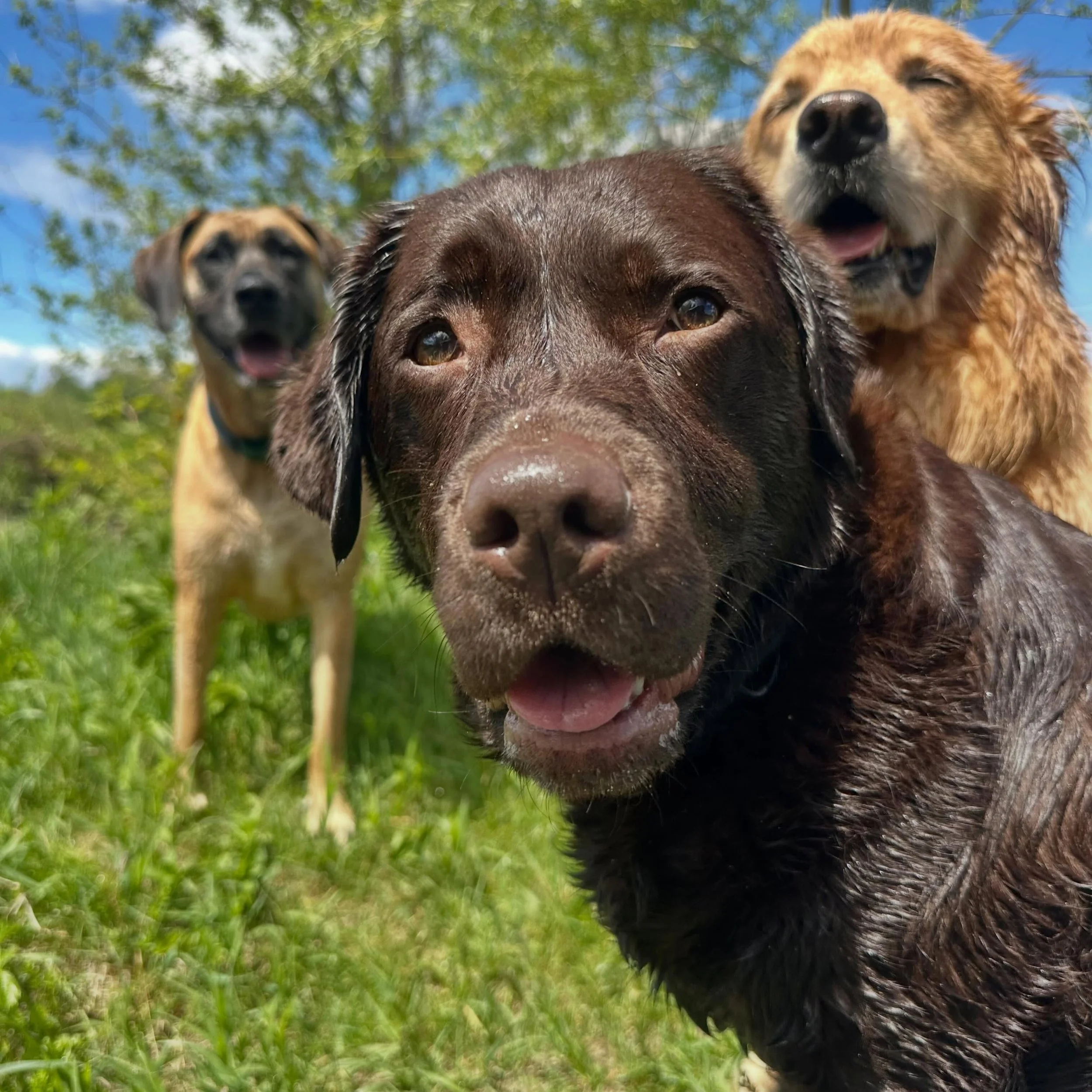 A highly professional team of delightful creatures.