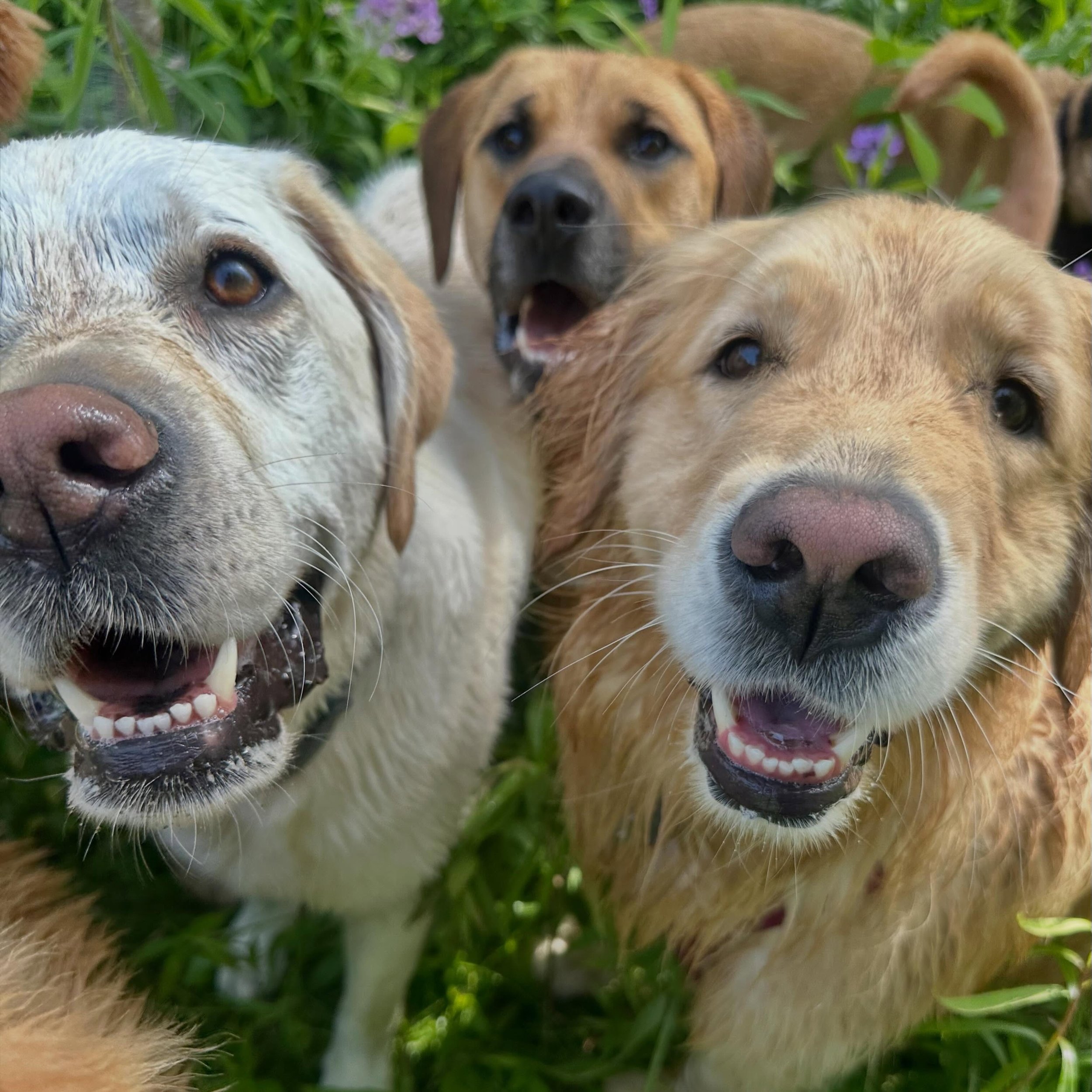 Today&rsquo;s forecast calls for 100% chance of happy doggos!
