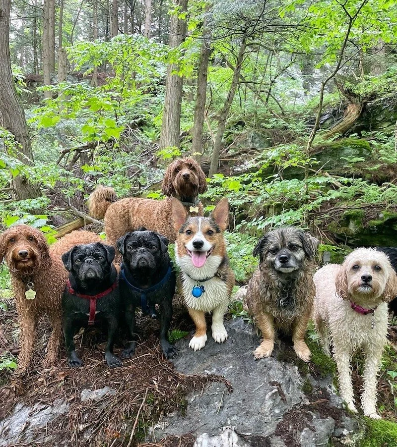 Group of dogs on one of Tammy Egan's adventure hikes